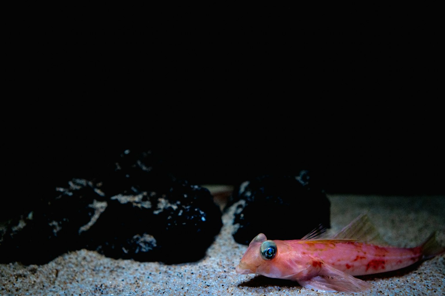 Orange fish near black rocks on sandy seabed