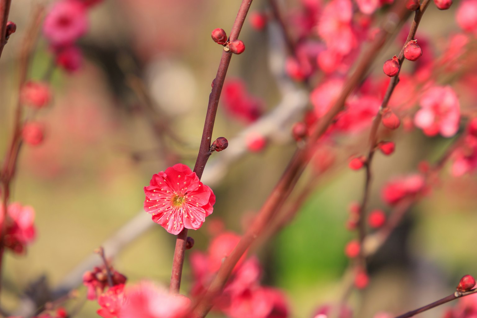 盛开的粉色梅花特写