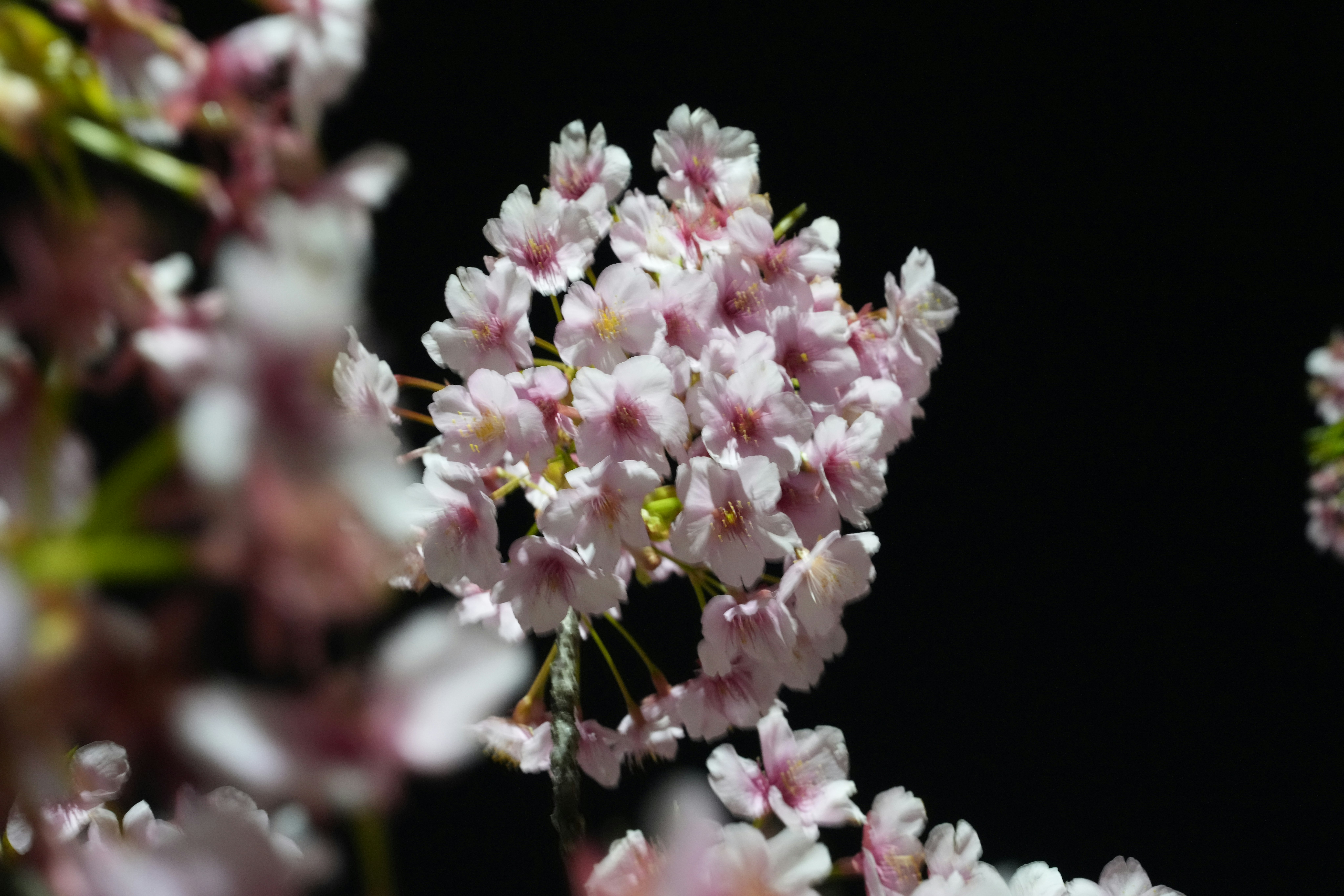 花のクラスターが咲くボケのある花のクローズアップ