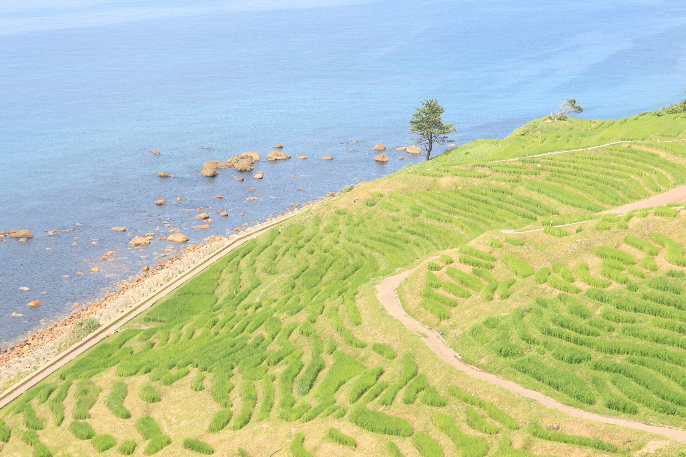 海沿いの棚田と曲がりくねった農道のある海岸風景