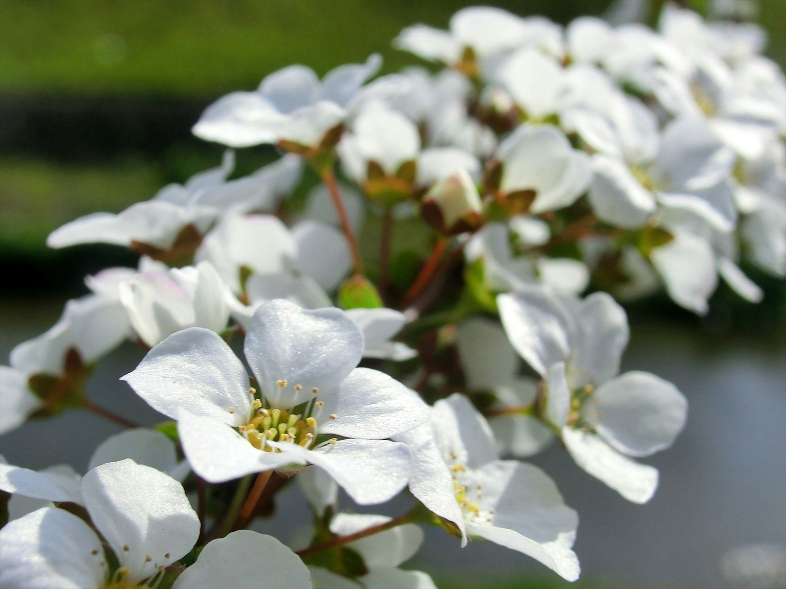 Nahaufnahme eines Zweigs mit weißen Blumen vor einem verschwommenen grünen Hintergrund