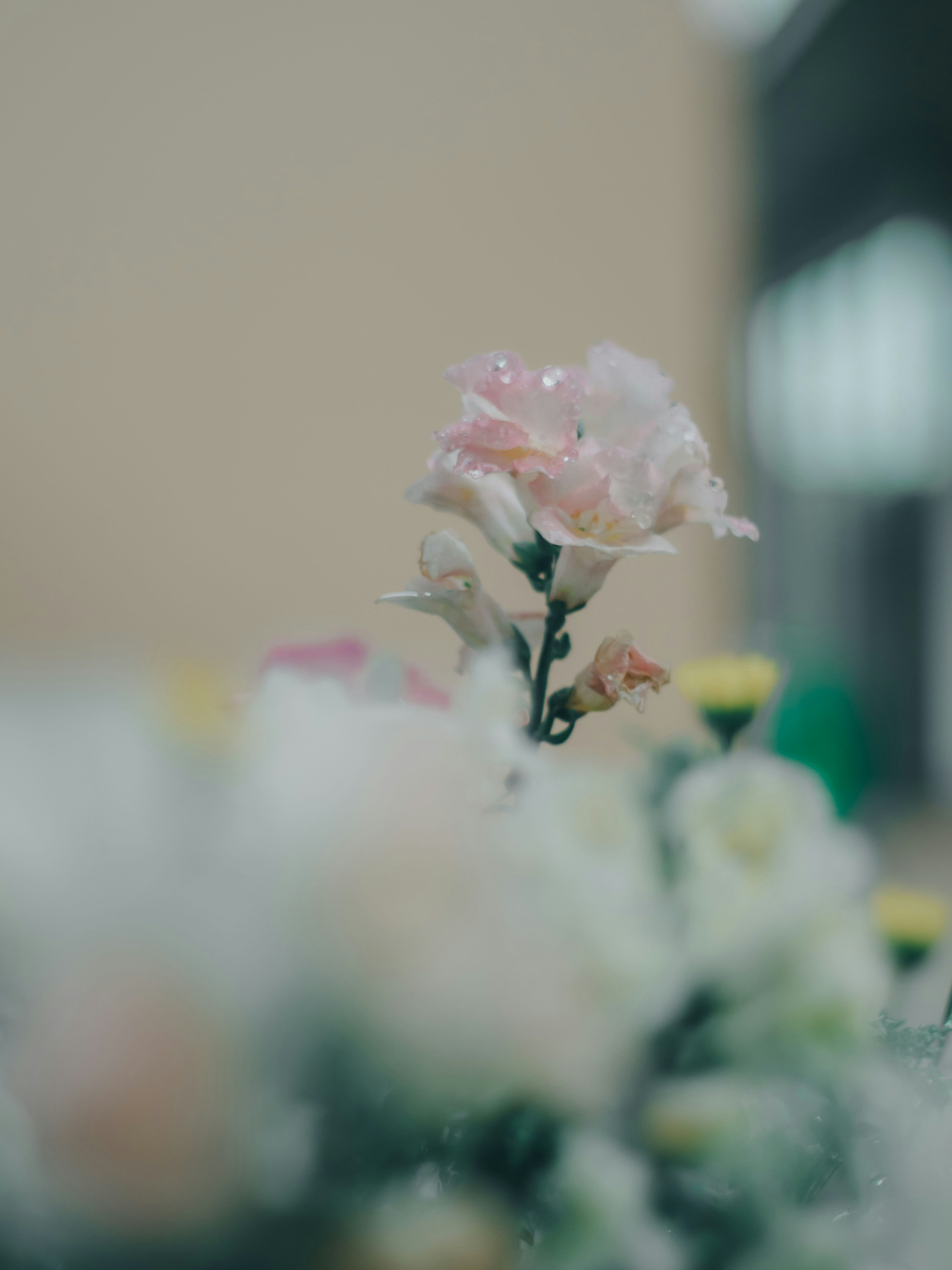 ボケ味のある花のクローズアップ