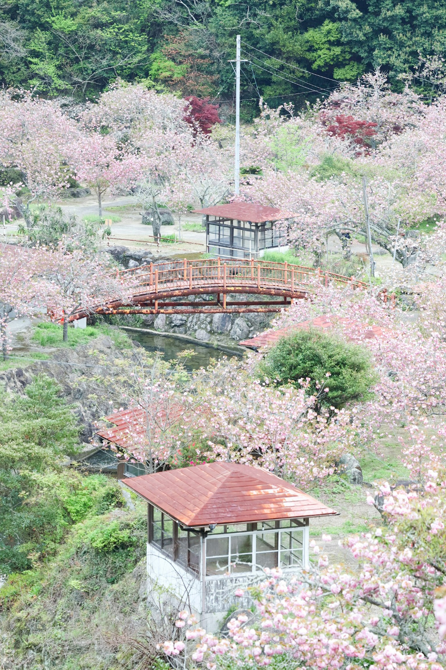 Parque en plena floración con cerezos y un puente rojo