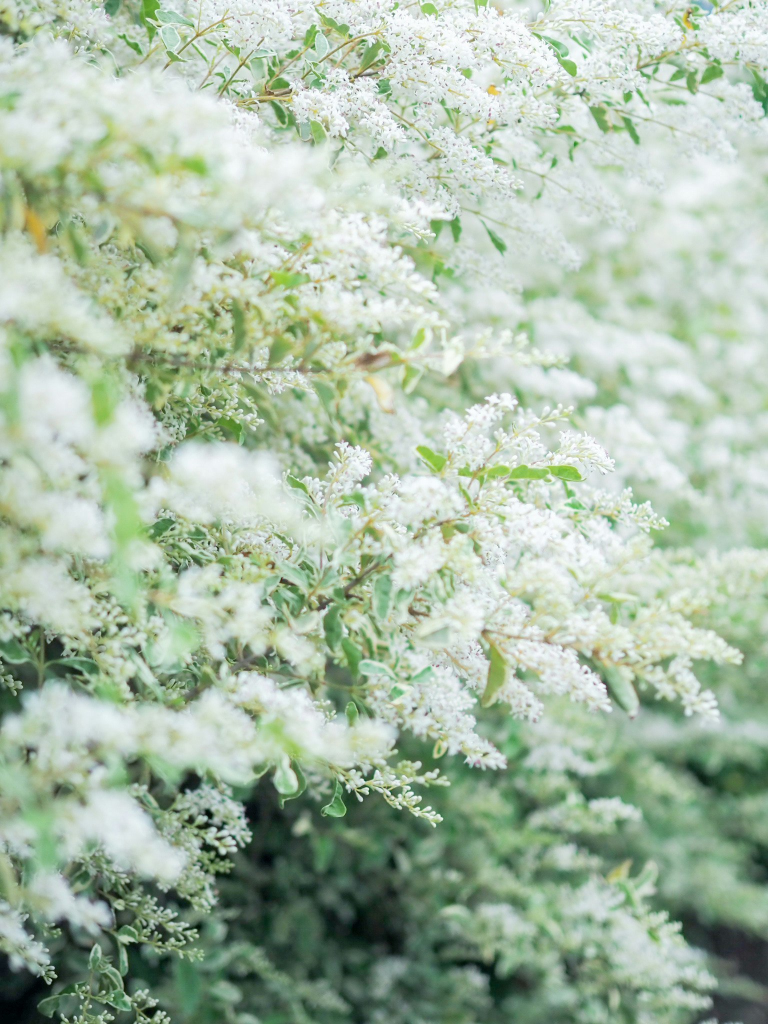 白い花が密に咲く草花のクローズアップ