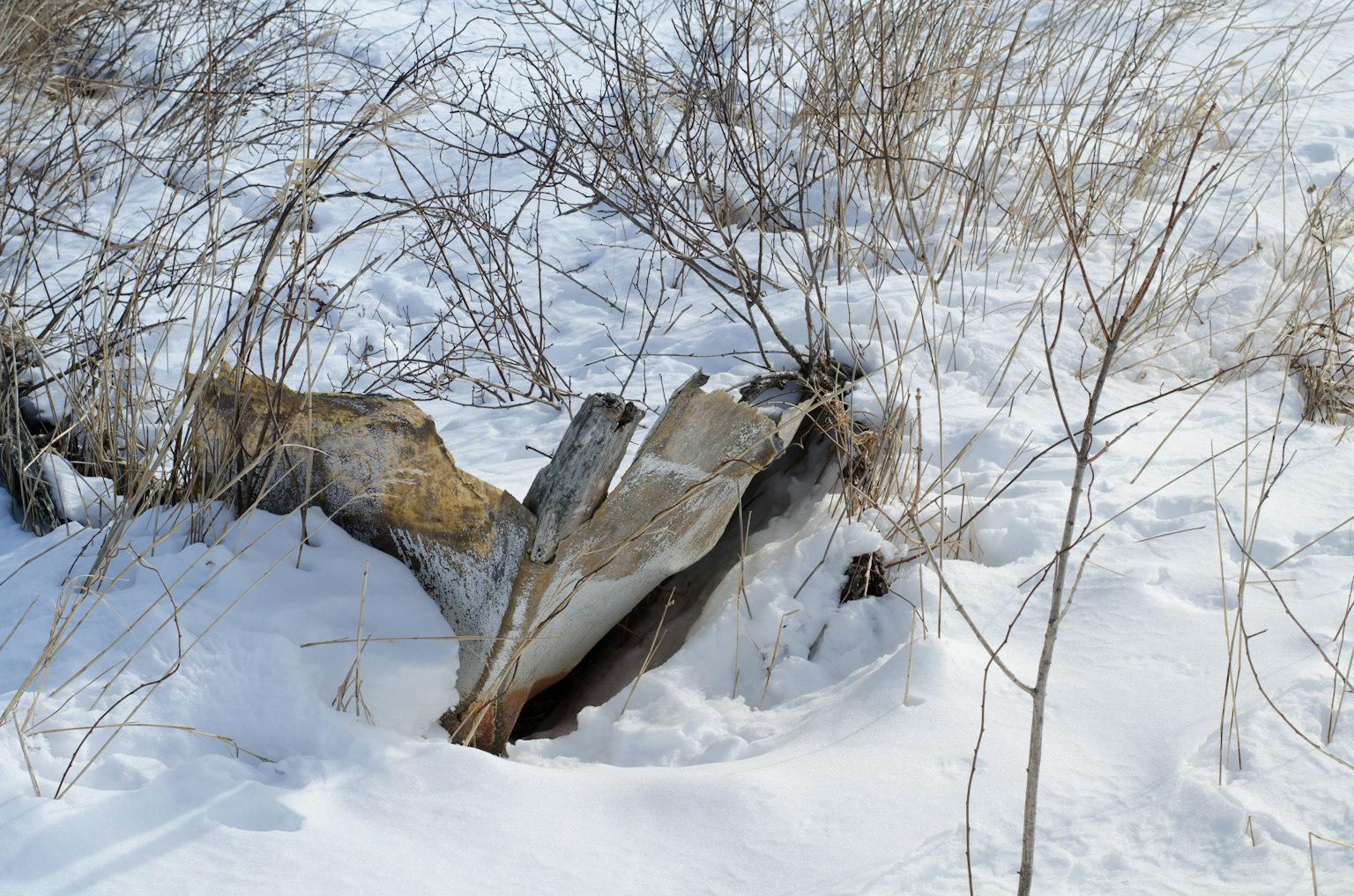Tocón de madera viejo y hierba en la nieve