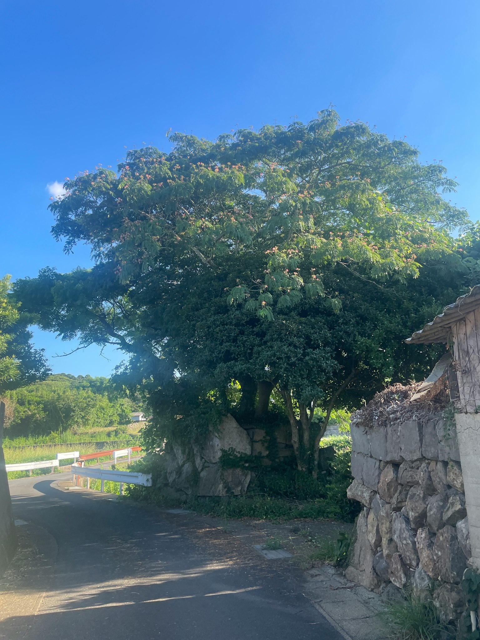 푸른 하늘 아래 큰 나무와 근처의 돌담