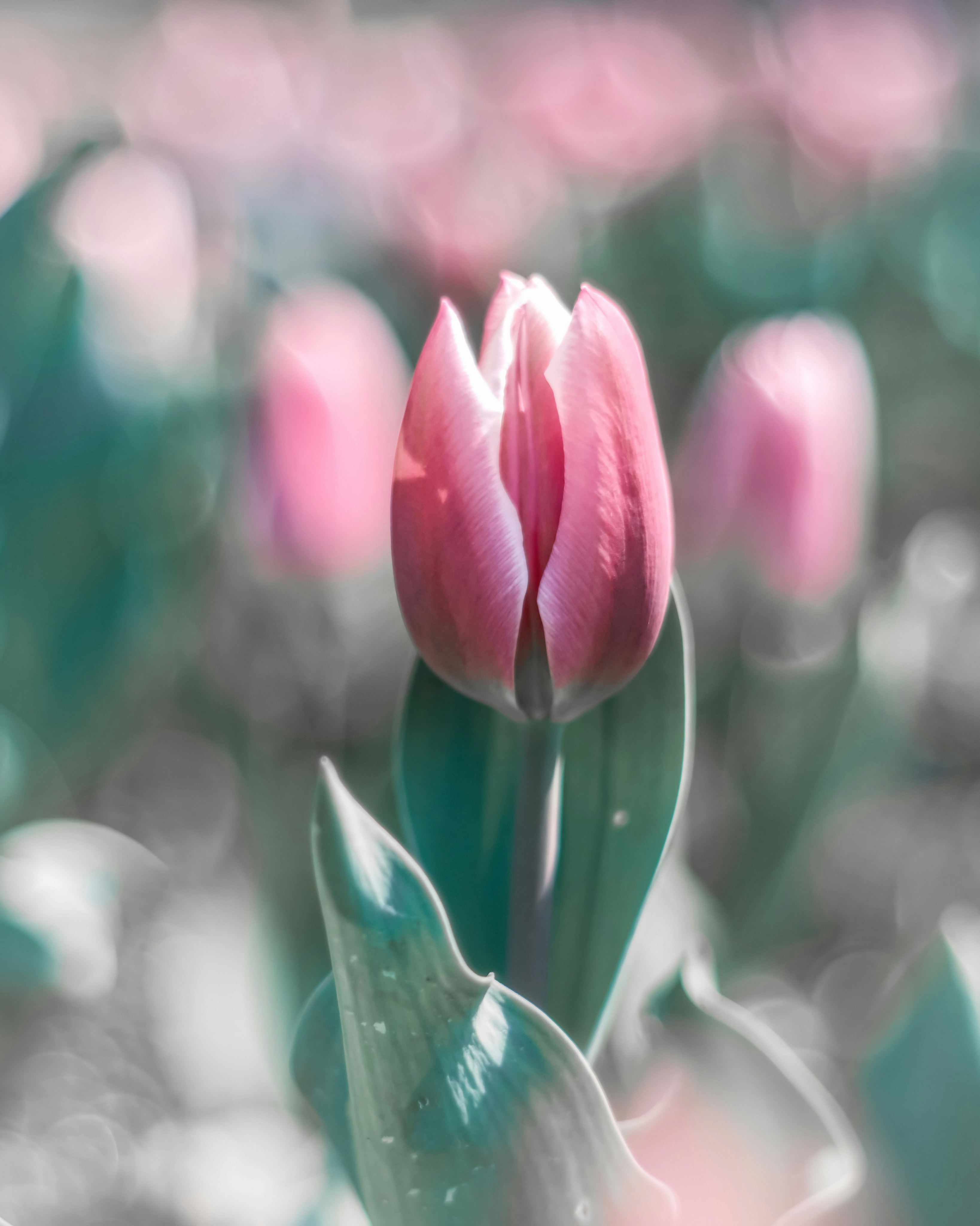 ピンクのチューリップの花が並ぶボケのある花壇