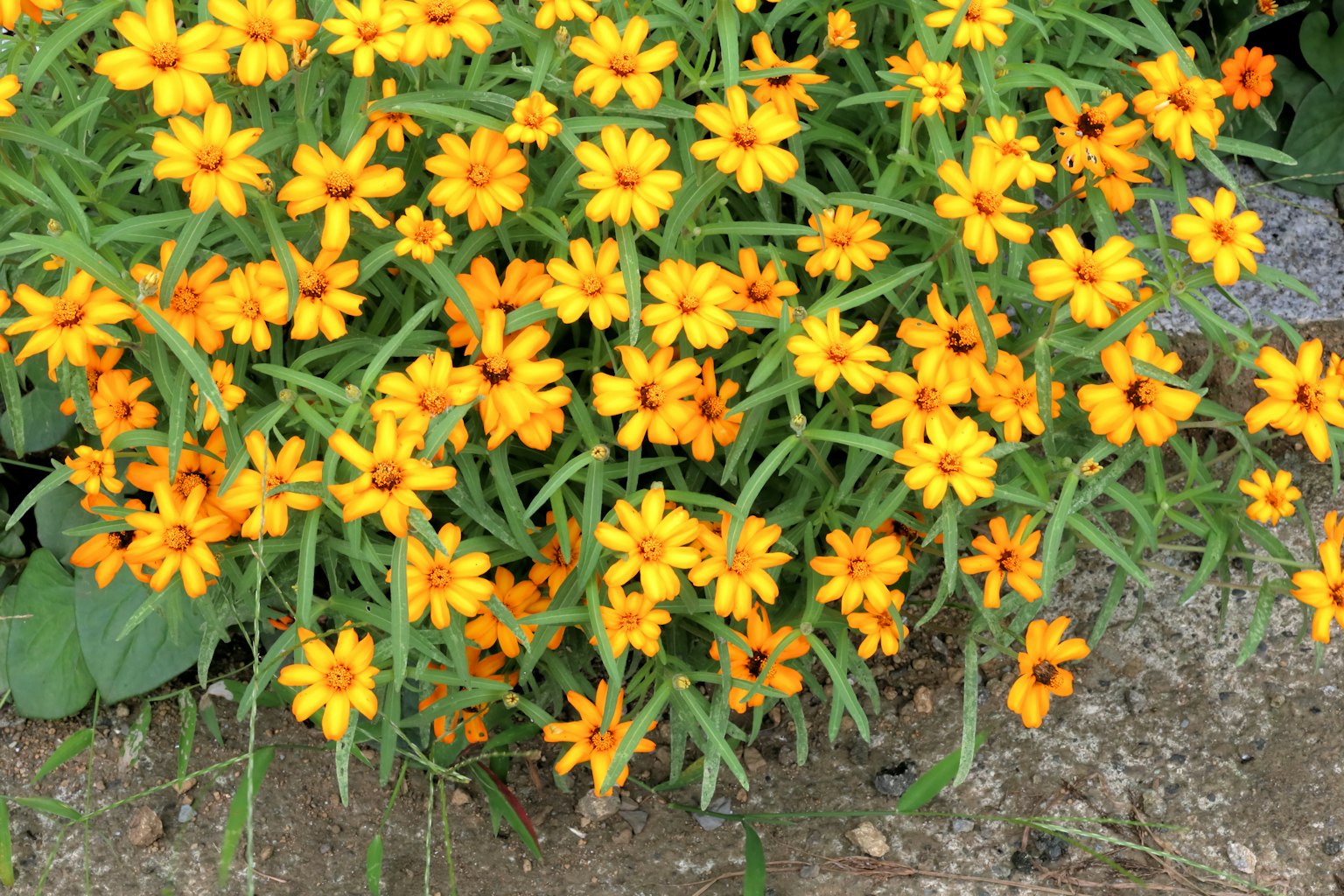Un groupe de fleurs orange vives en pleine floraison