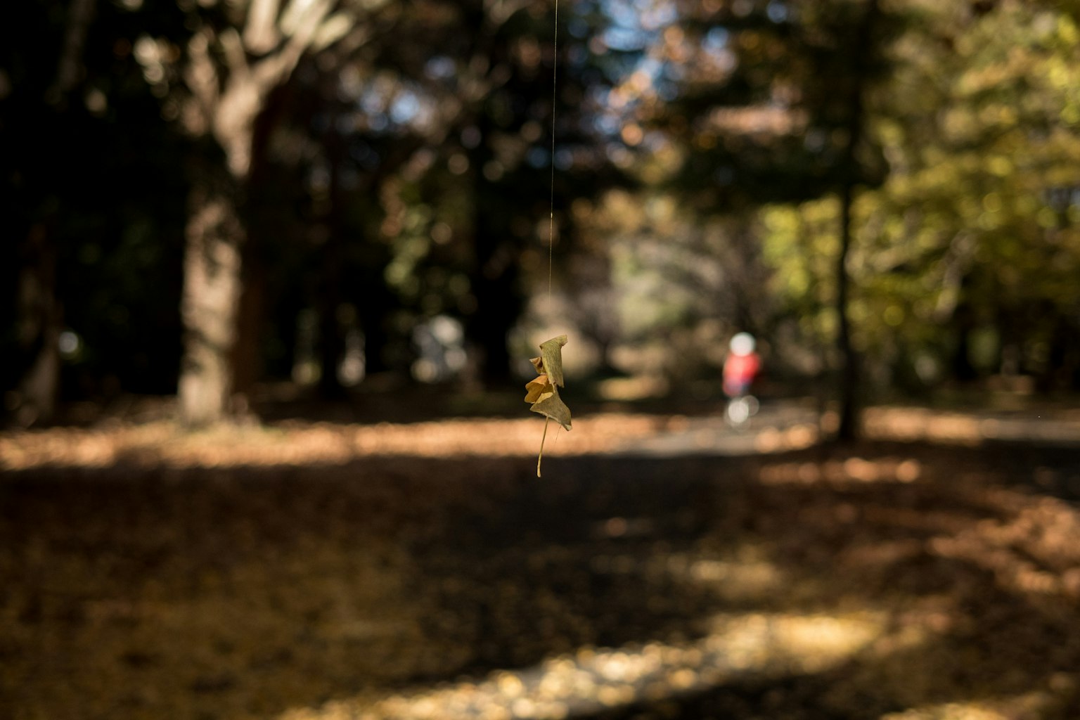 In an autumn park with a person walking in the background and an insect hanging in the foreground