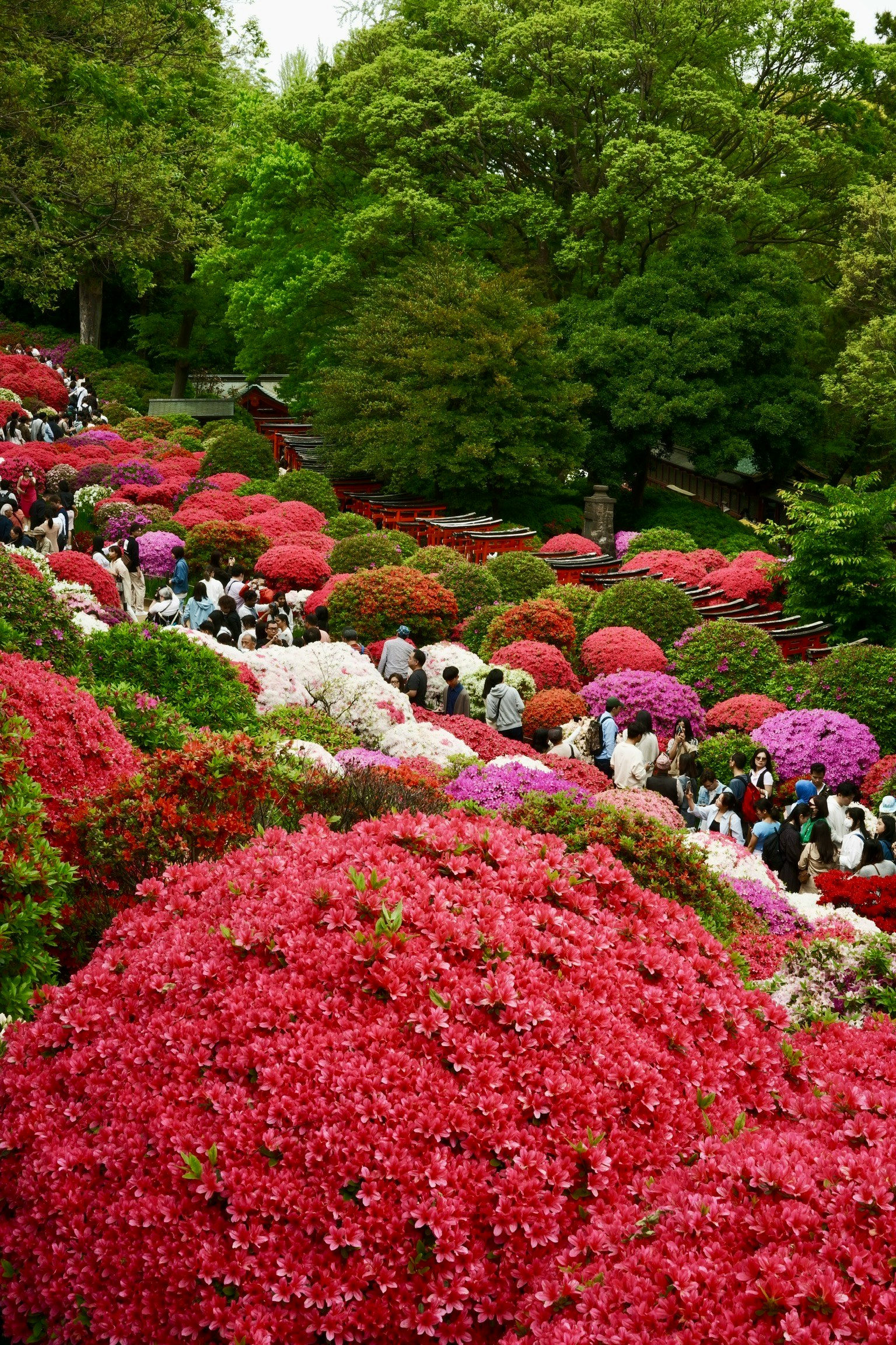 Visitatori che passeggiano in un parco pieno di azalee colorate