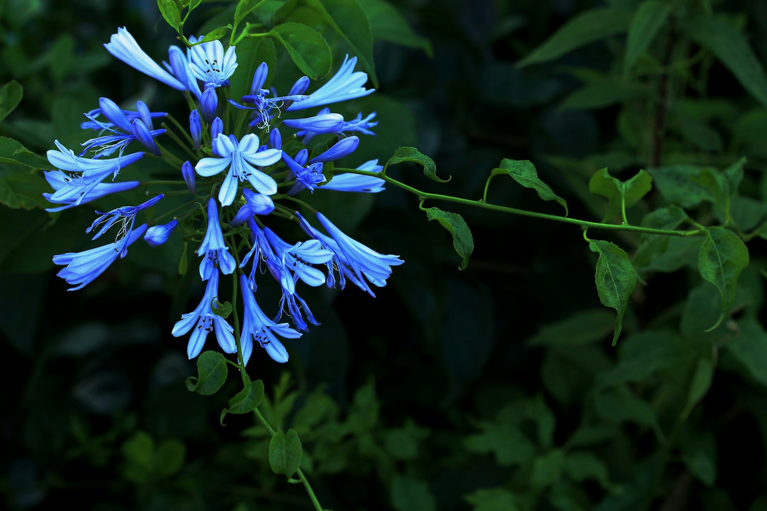 Raggruppamento di fiori blu con petali delicati circondati da foglie verdi