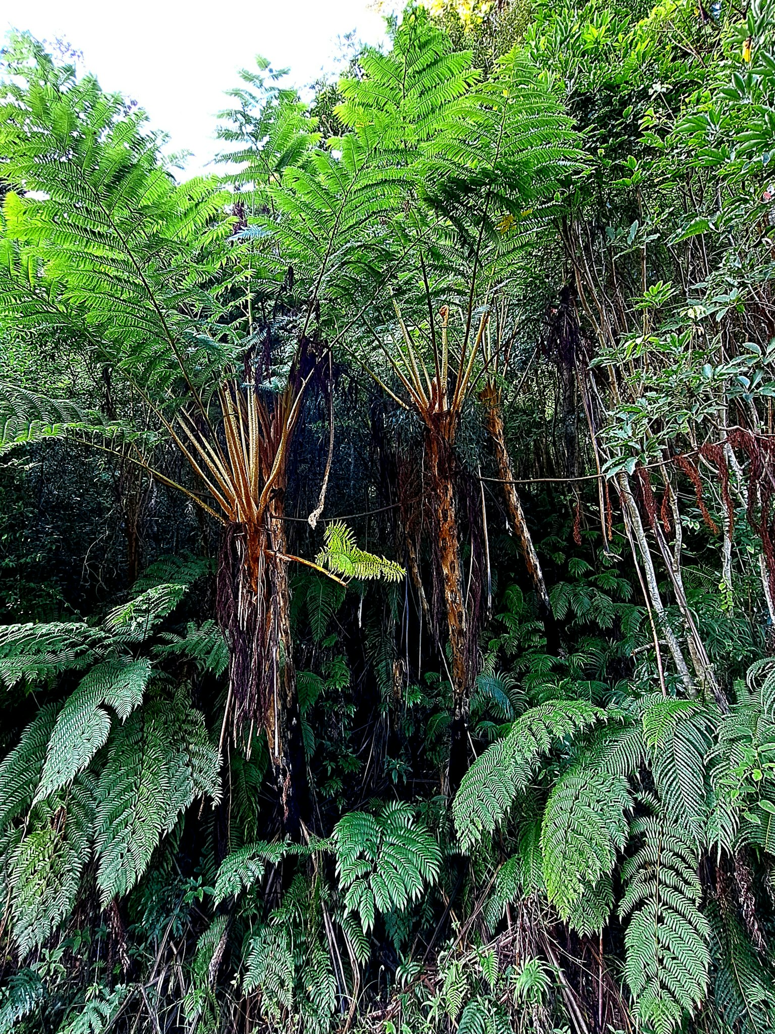 Bosque tropical exuberante con helechos y árboles