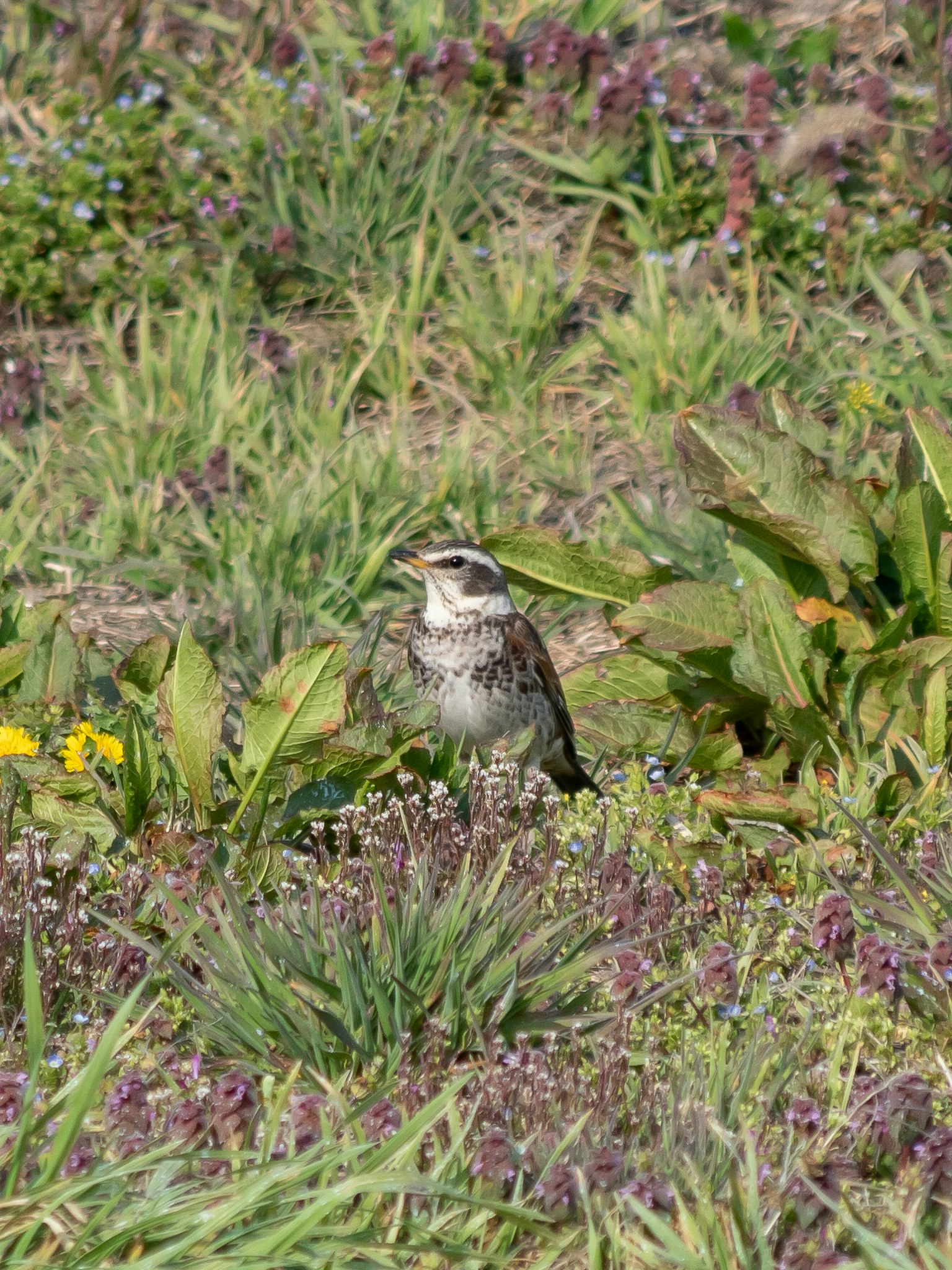 A small bird standing in a grassy area surrounded by green and purple plants