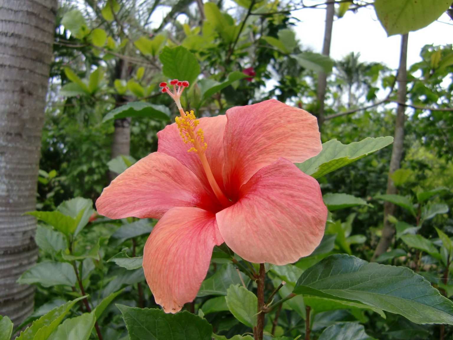 Fiore di ibisco rosa vibrante circondato da foglie verdi