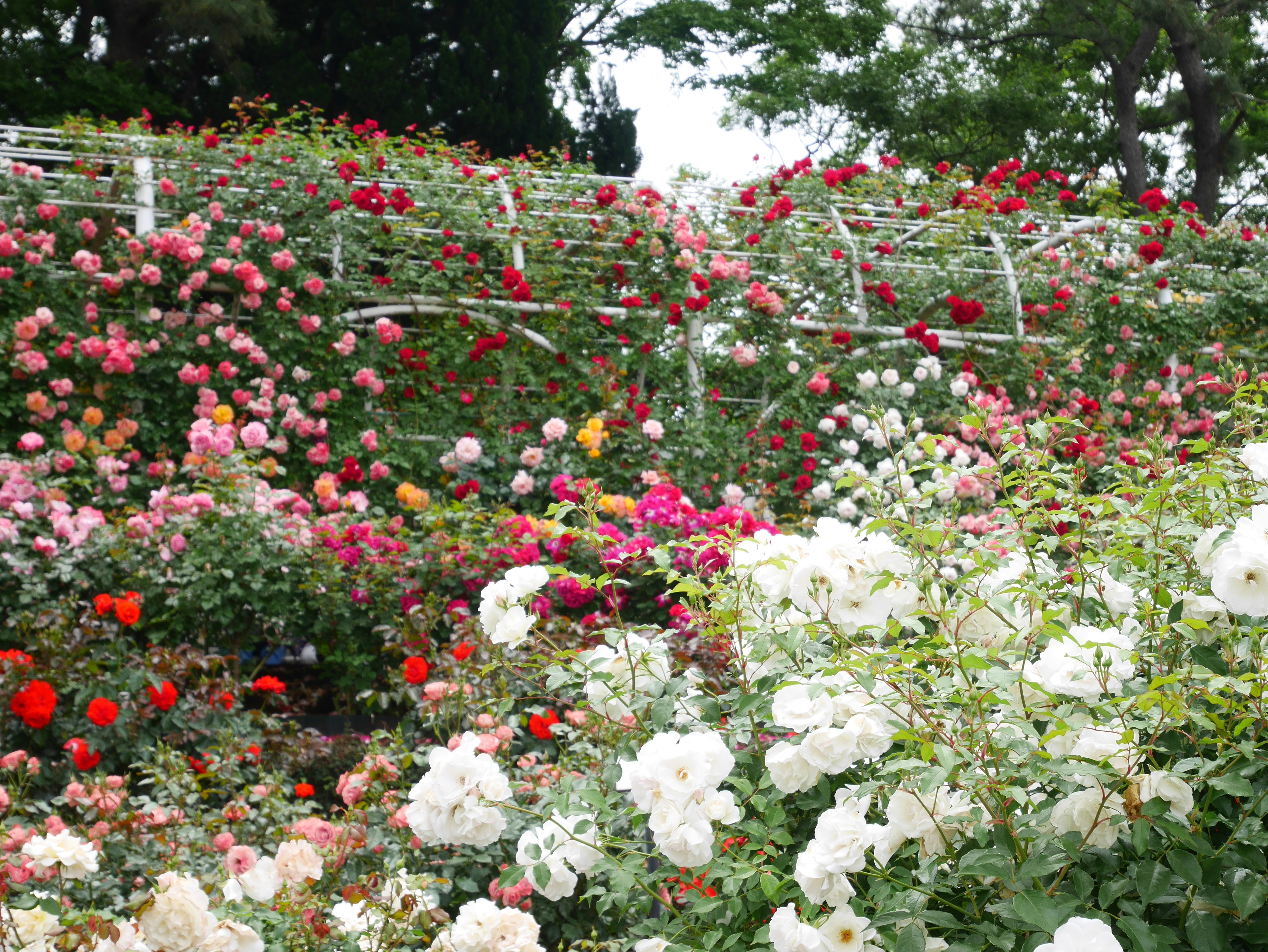 色とりどりのバラが咲き並ぶ花壇の小道