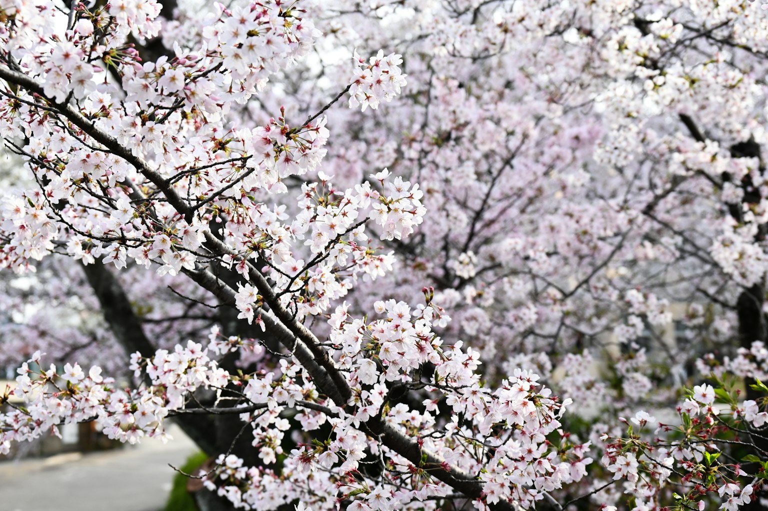 Nahaufnahme von Kirschblüten in voller Blüte
