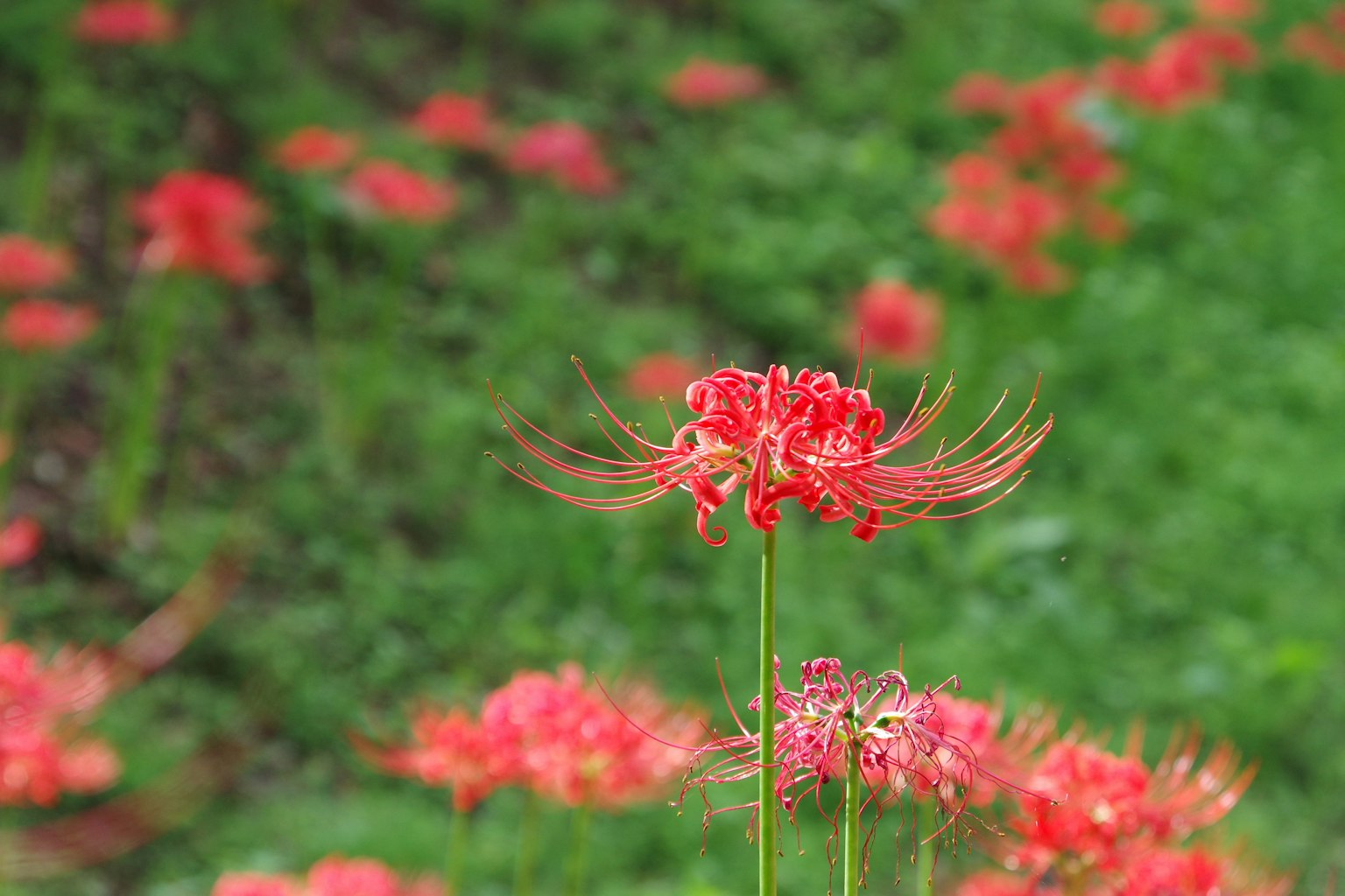A vibrant cluster of red spider lilies against a lush green background