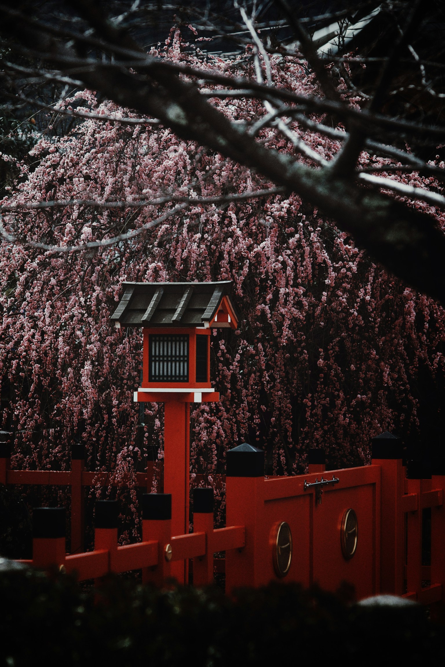 赤い境界と灯籠がある桜の木の背景の風景