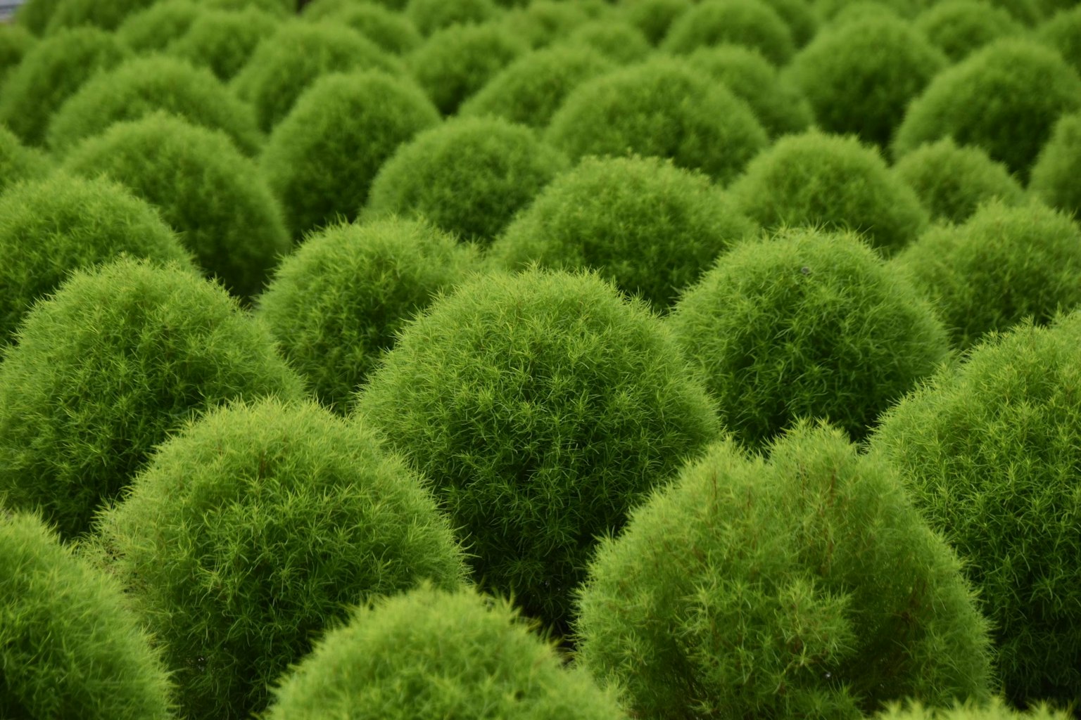 Un champ de plantes vertes rondes disposées de manière ordonnée