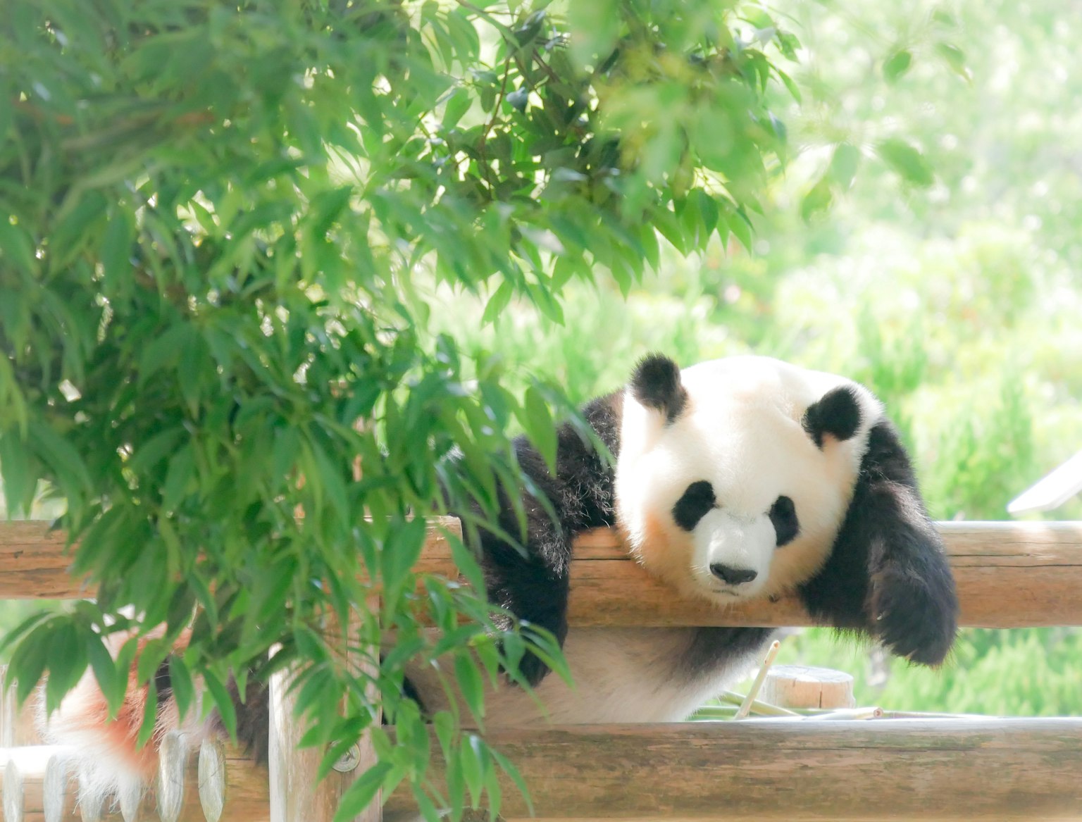 Seekor panda bersandar di pagar kayu dikelilingi daun hijau