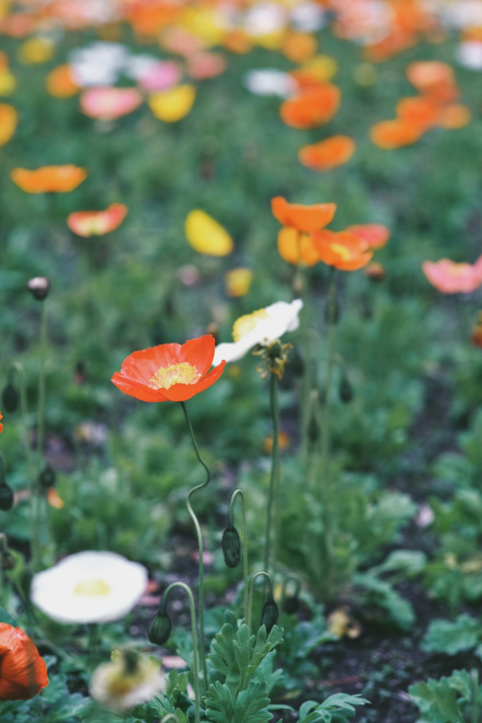 Ladang bunga berwarna-warni dengan bunga poppy cerah berwarna kuning dan oranye