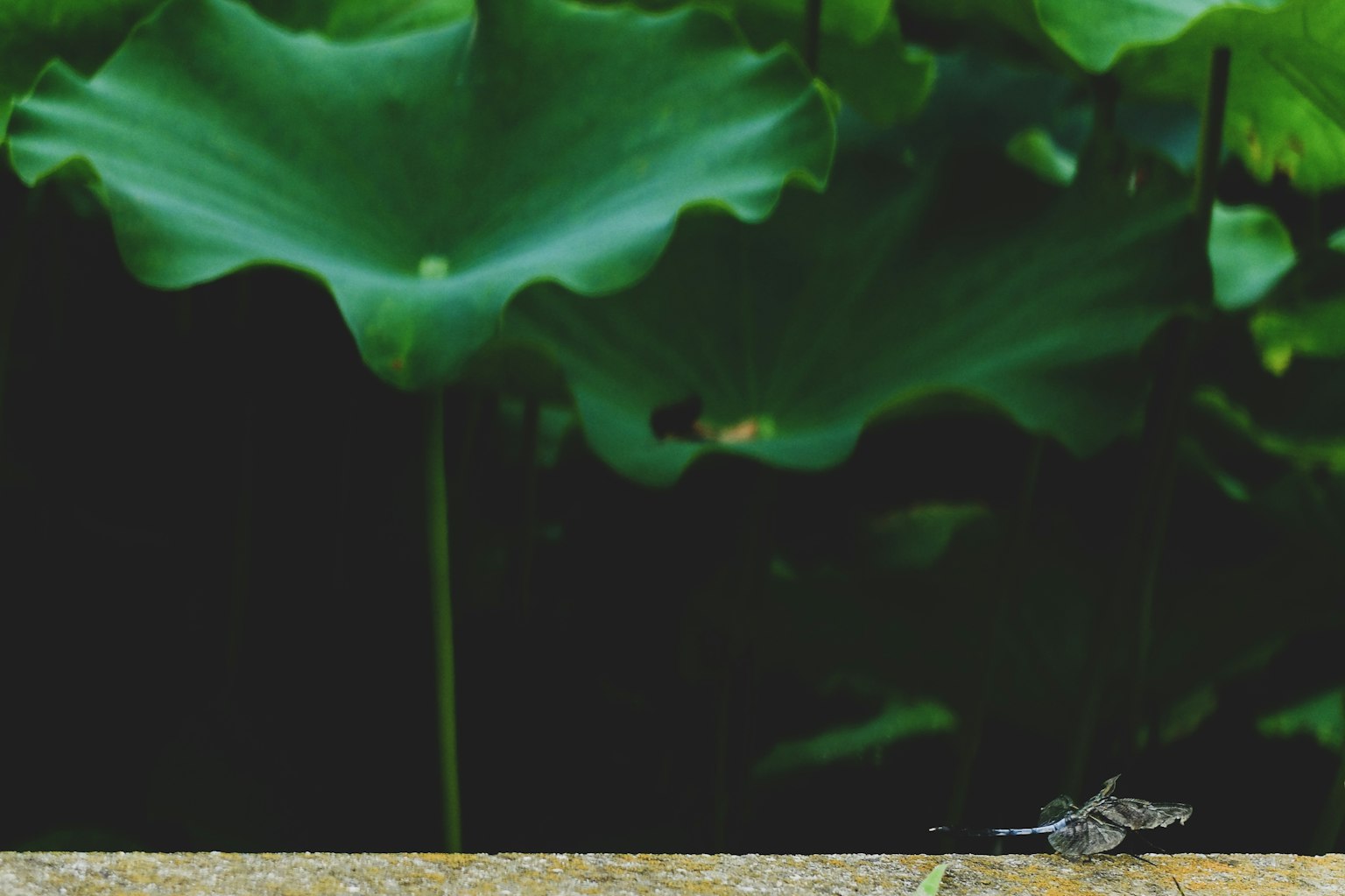 Un pequeño insecto sobre una superficie con grandes hojas verdes al fondo