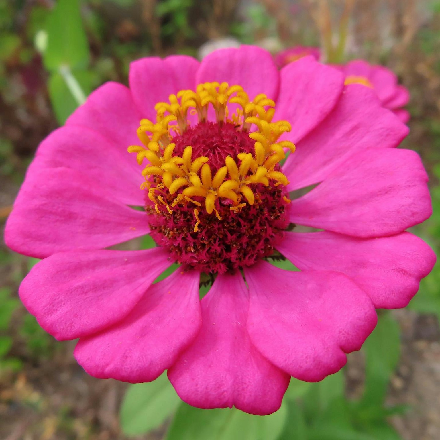 Primo piano di un fiore di zinnia rosa vivace con stami gialli