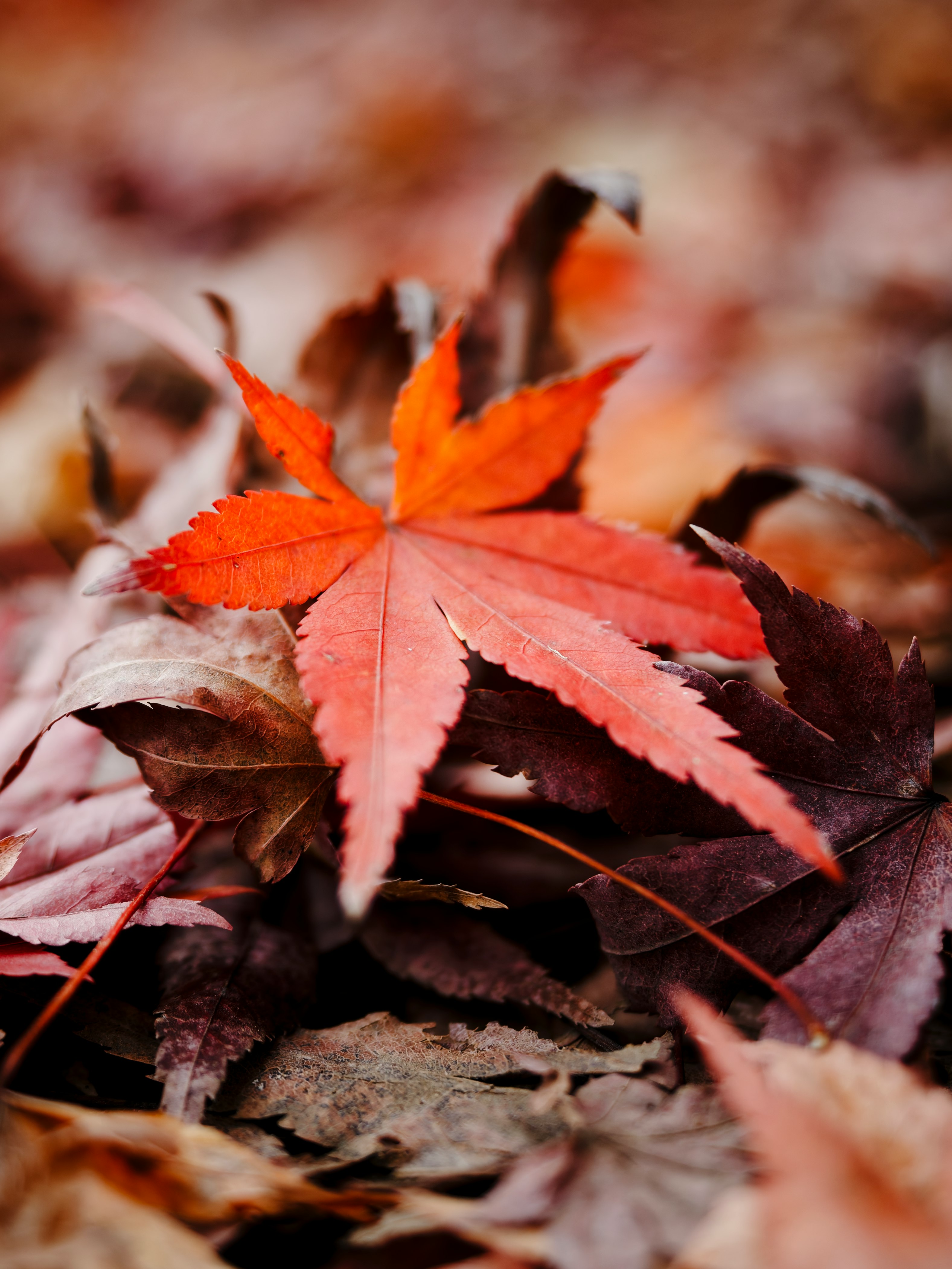 紅葉の落ち葉が重なる秋の風景