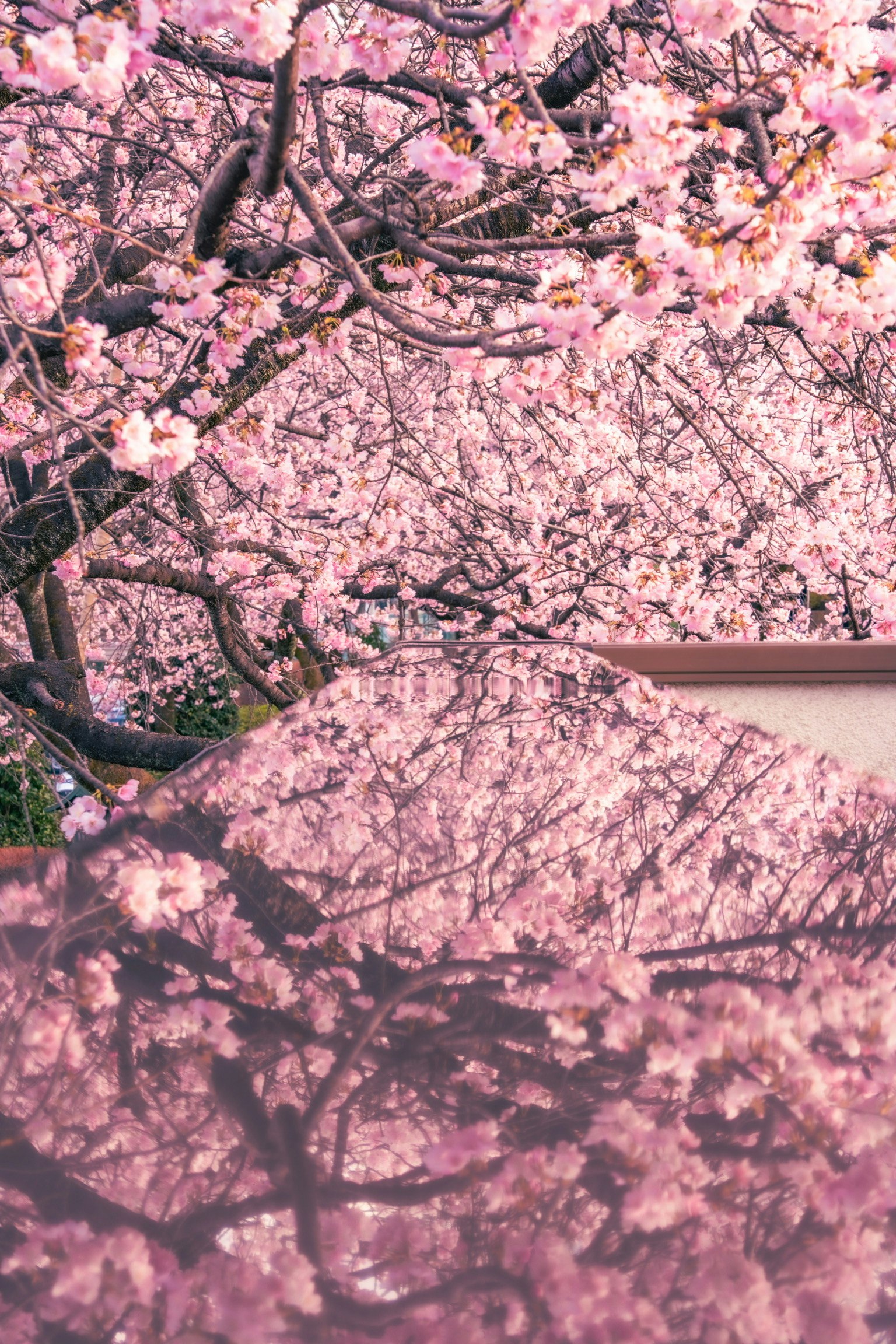 Belle scène avec des cerisiers en fleurs et leurs reflets