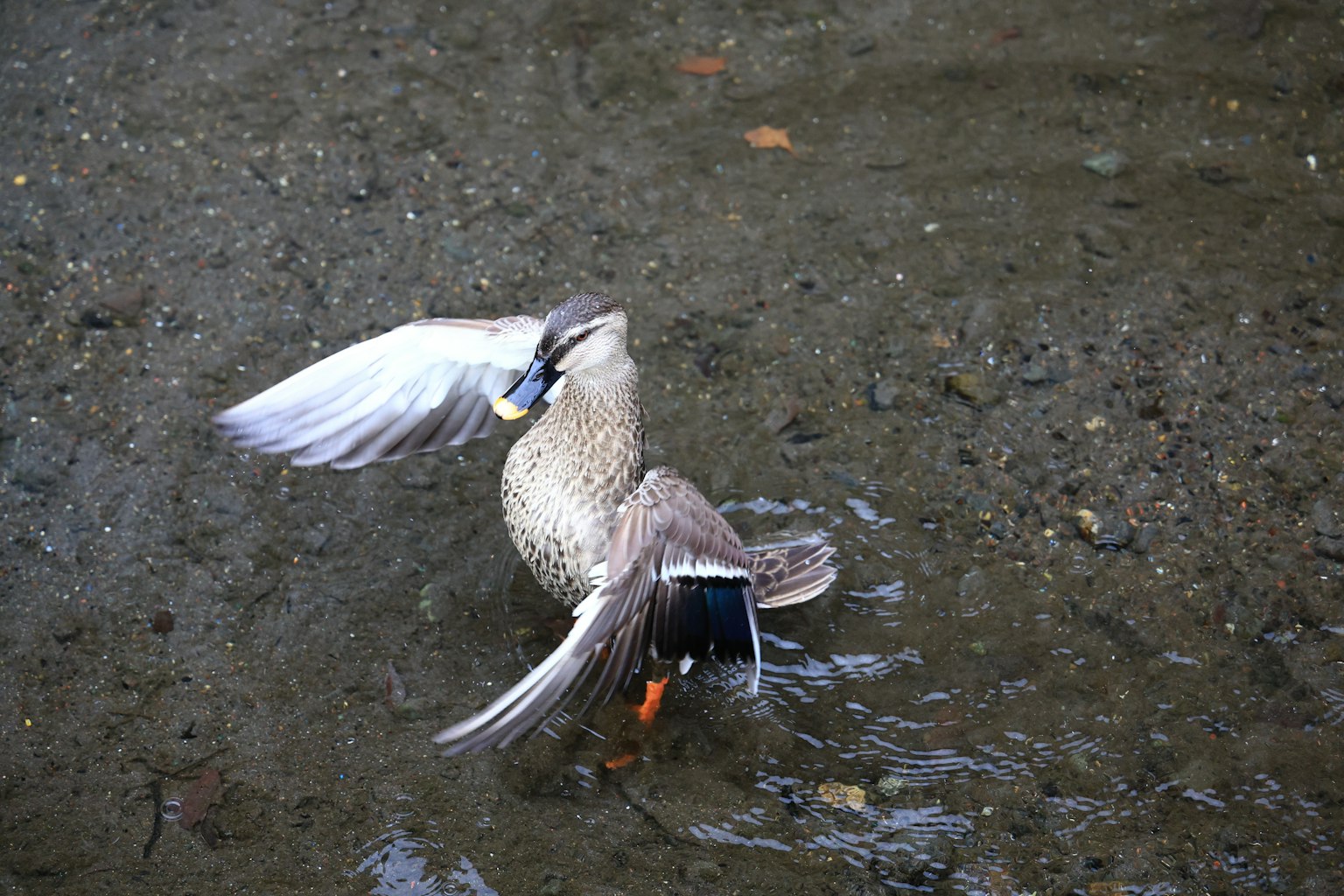 A bird spreading its wings at the water's edge
