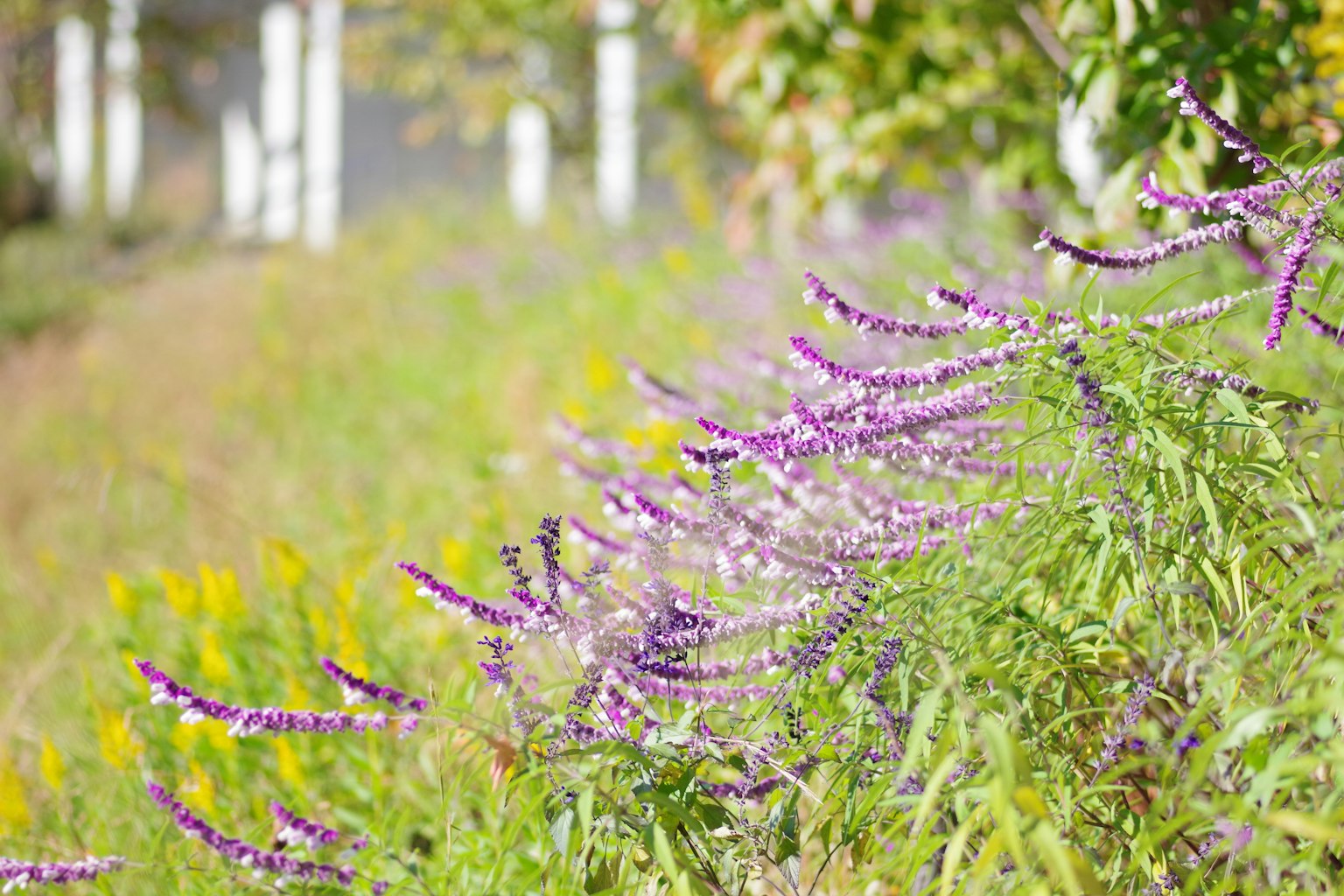Flores moradas floreciendo a lo largo del borde de un campo de hierba
