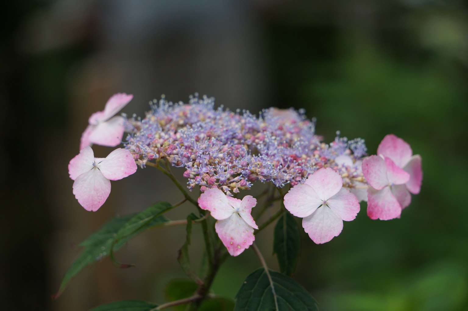 Gros plan d'une plante avec des pétales roses doux et de petites fleurs violettes