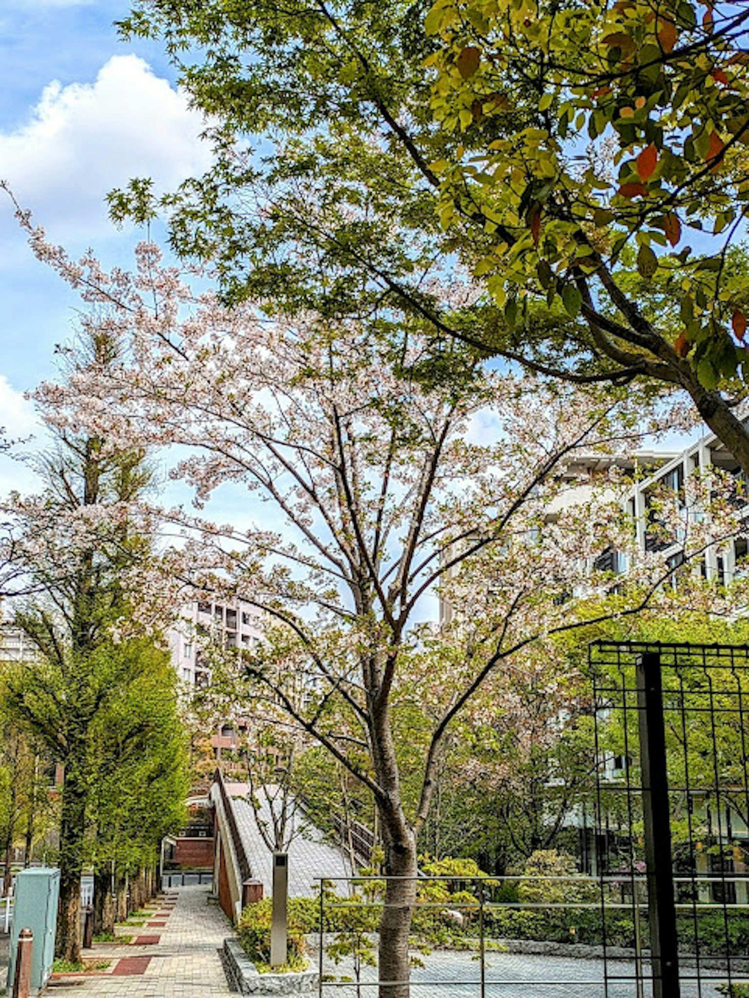 Street view featuring a cherry blossom tree and green foliage