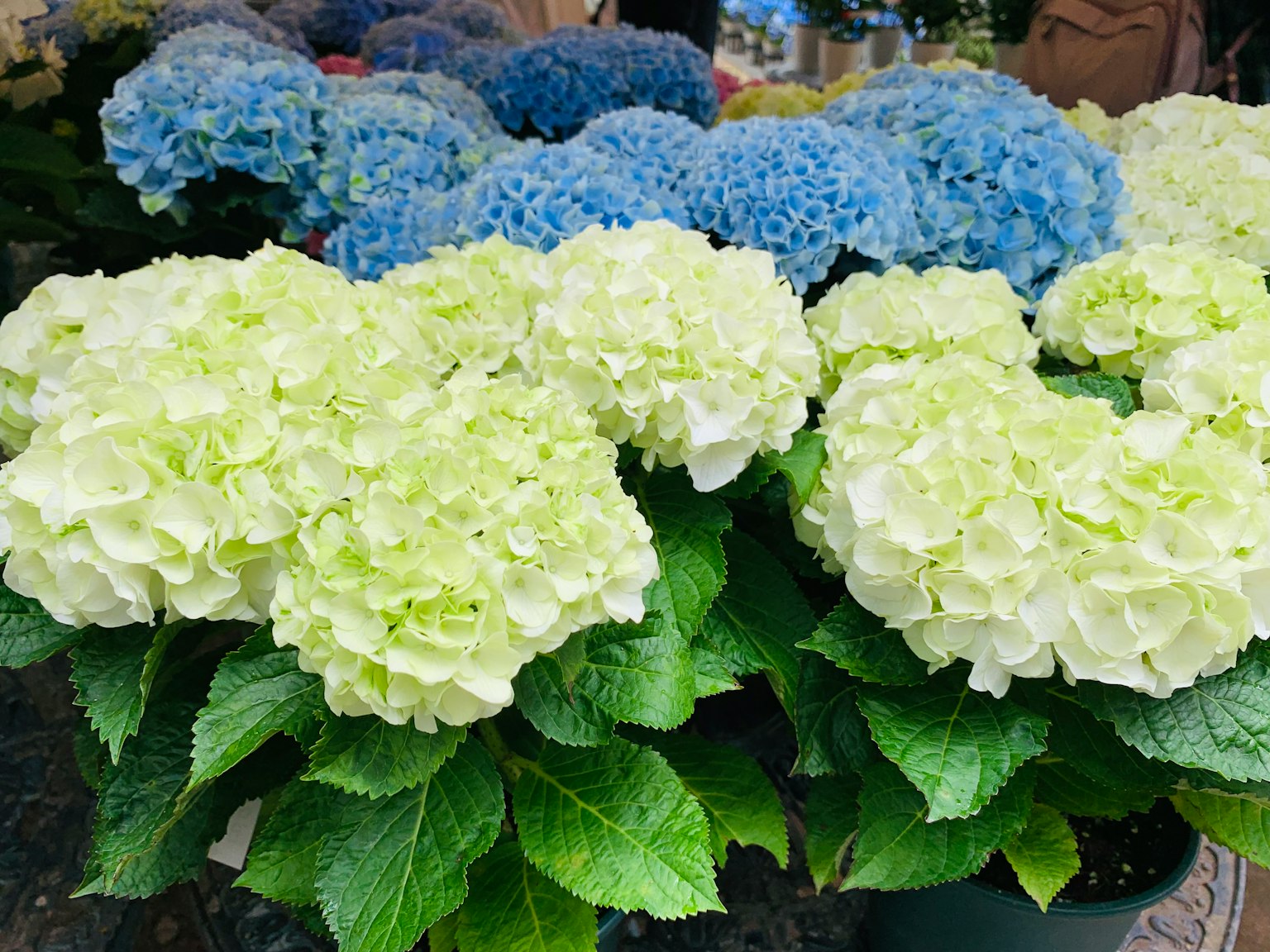 Blaue und grüne Hortensienblüten blühen