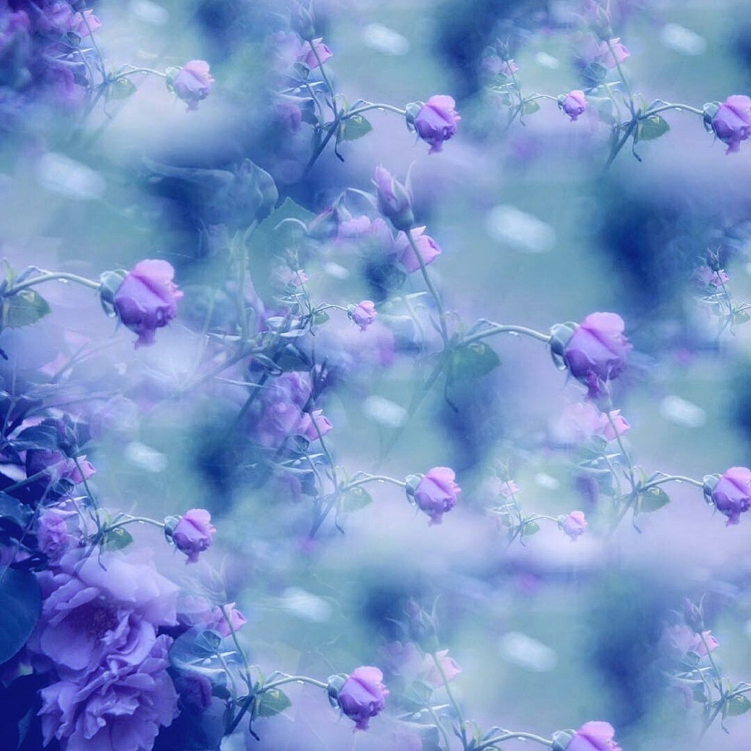 Une belle image de fleurs violettes se chevauchant avec un fond flou