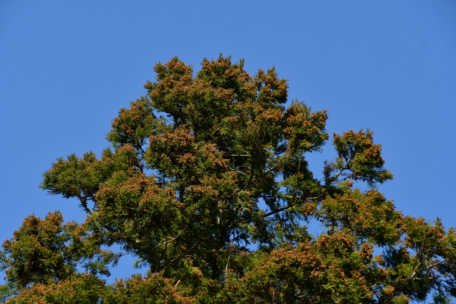 Top of a tree with green and brown leaves under a blue sky