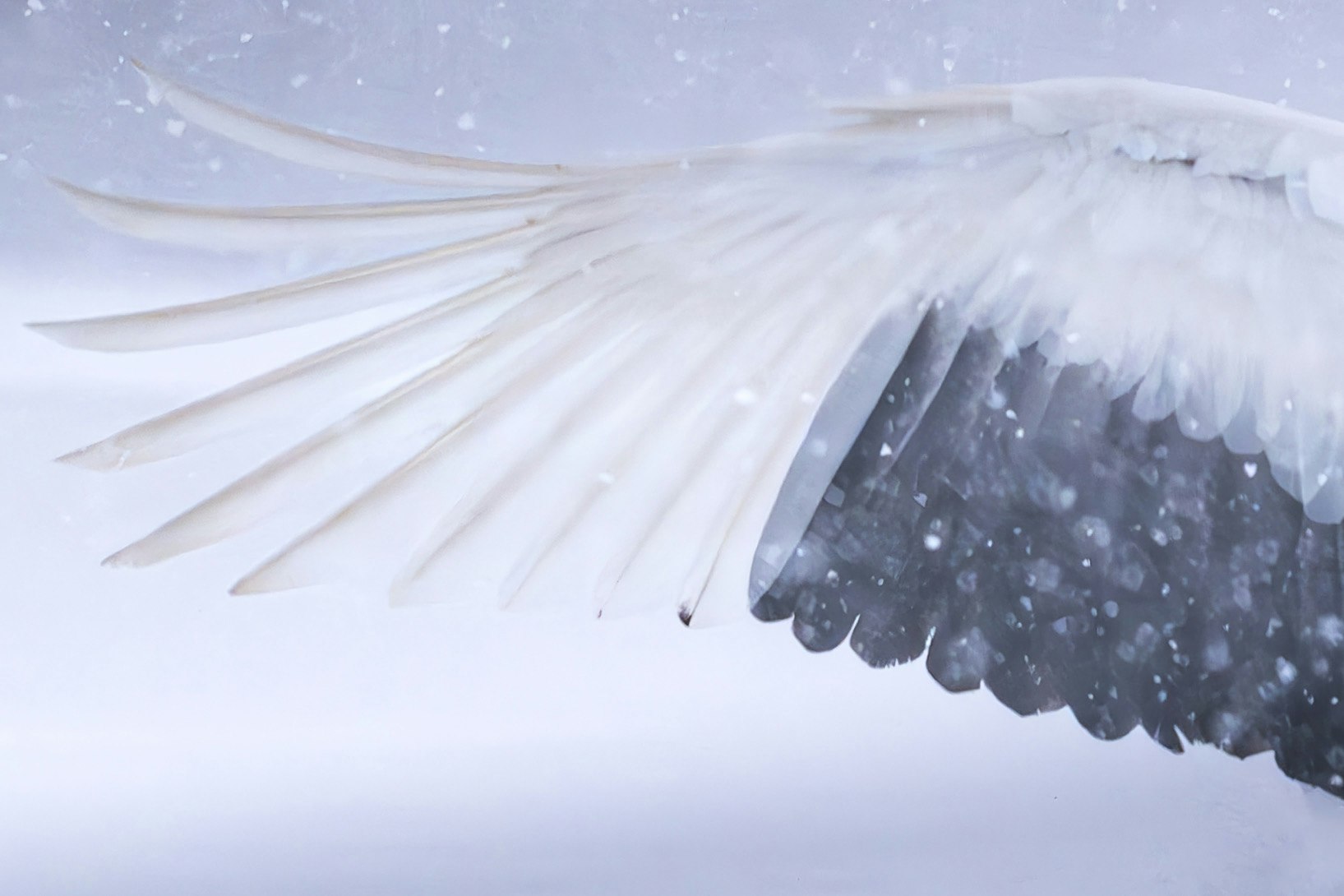 Siberian crane feathers in falling snow