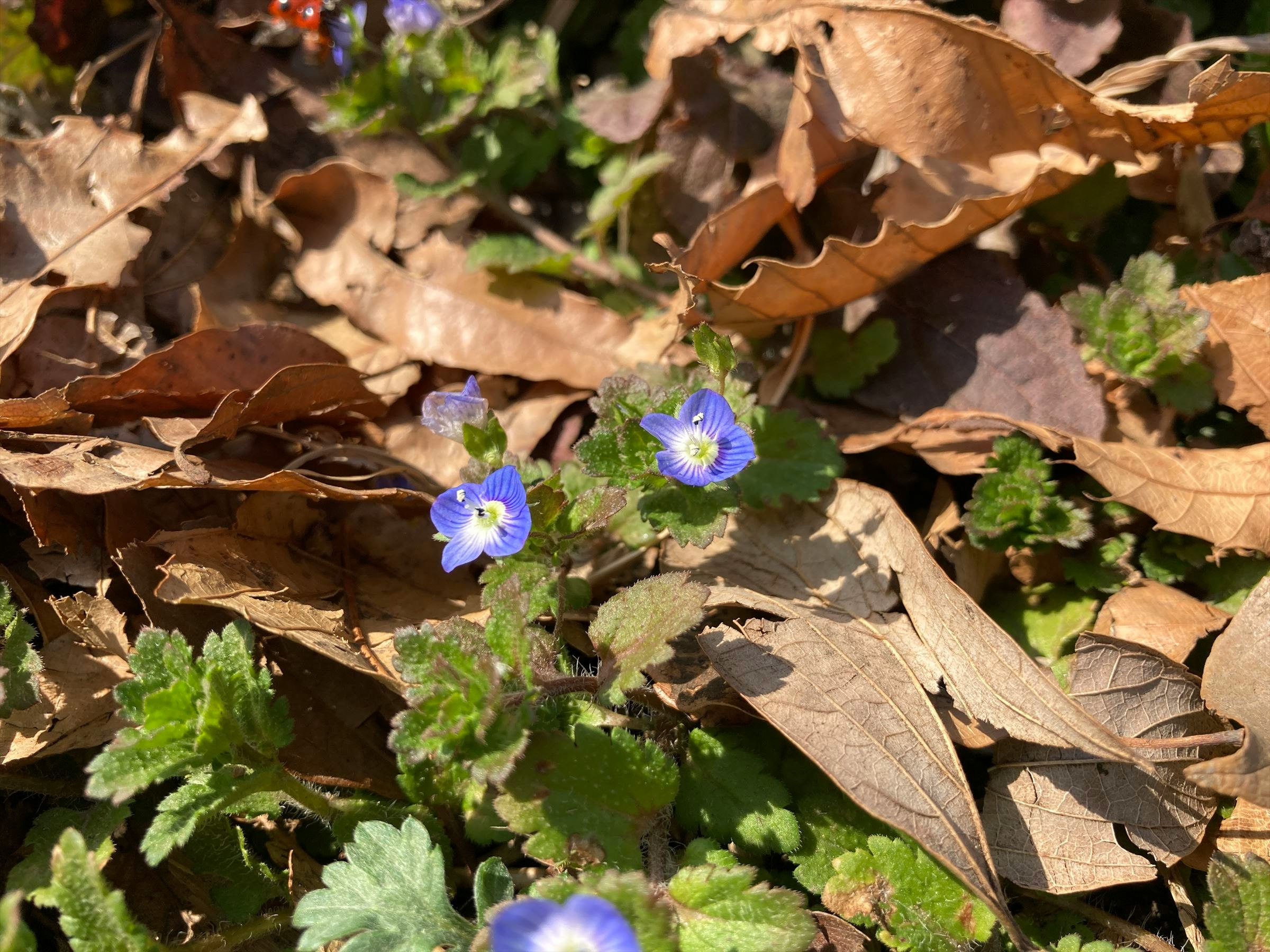 落ち葉の間に咲く青い小花の群れ