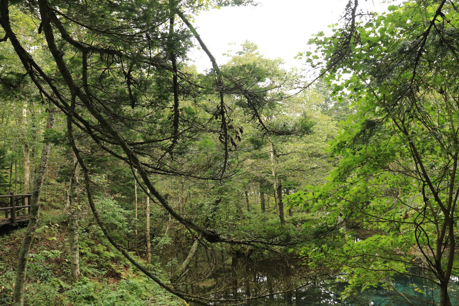 Lush forest scene with tree branches and leaves