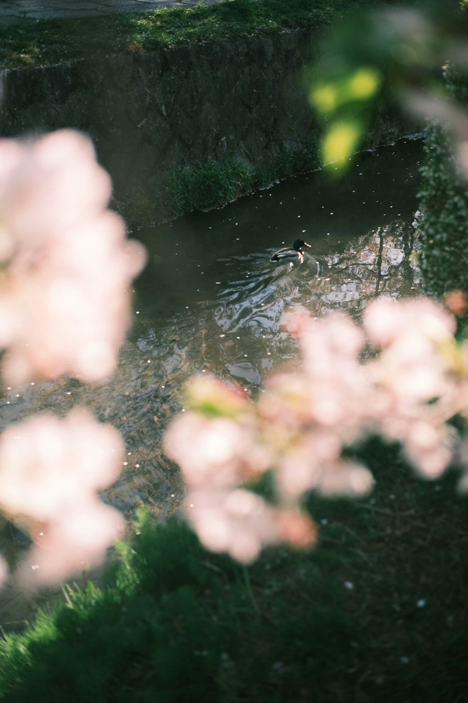 Kirschblüten im Fokus mit verschwommenem Wasserreflexion