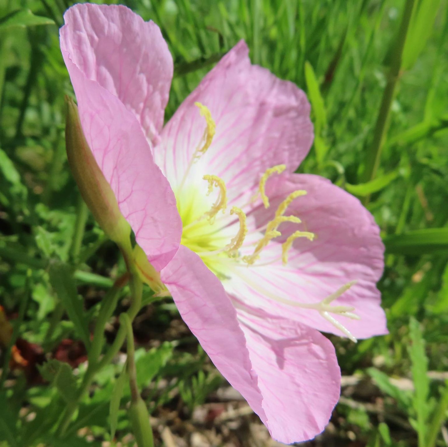 Sebuah bunga pink yang mekar di antara rumput hijau
