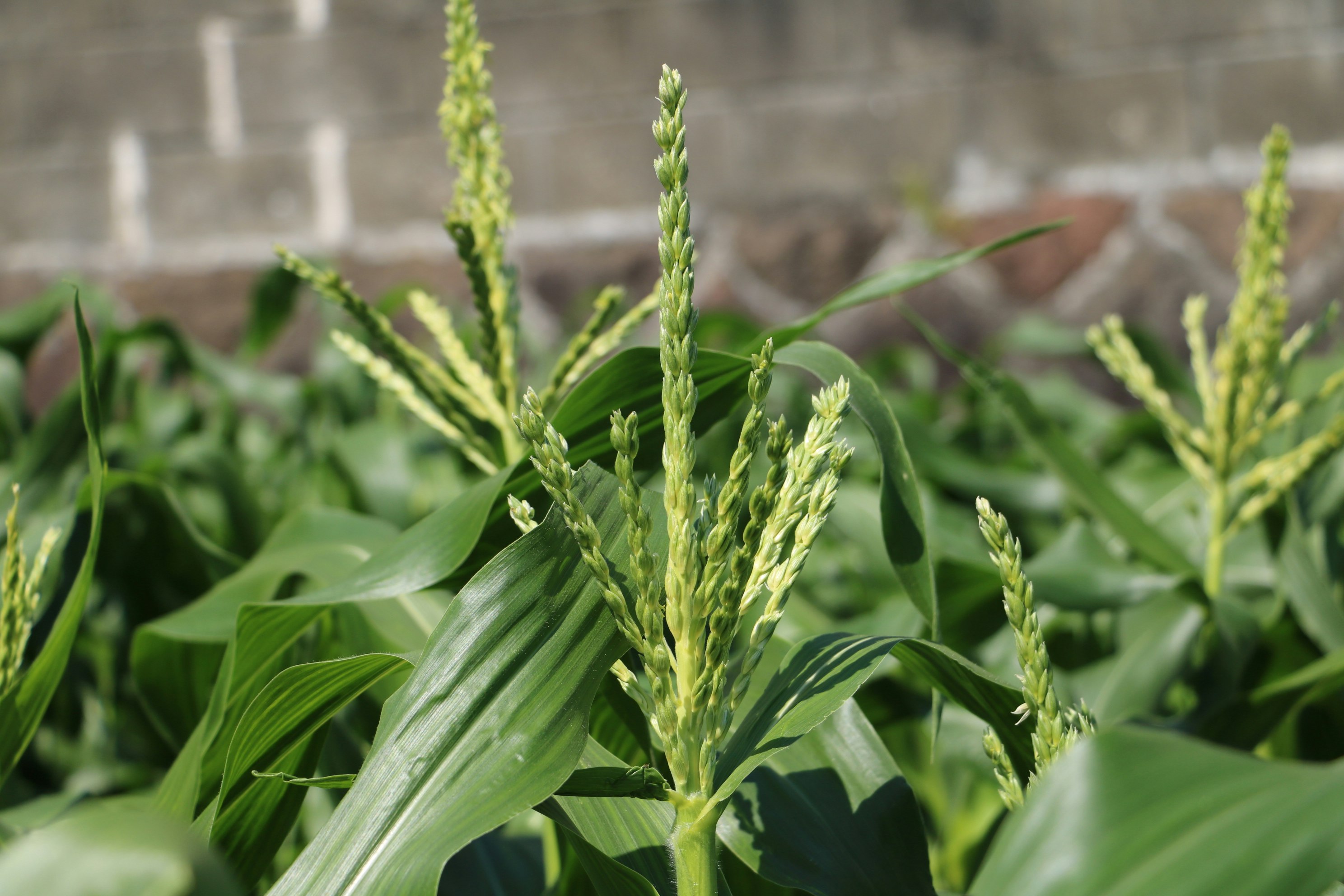young corn plants with upright tassels and leaves