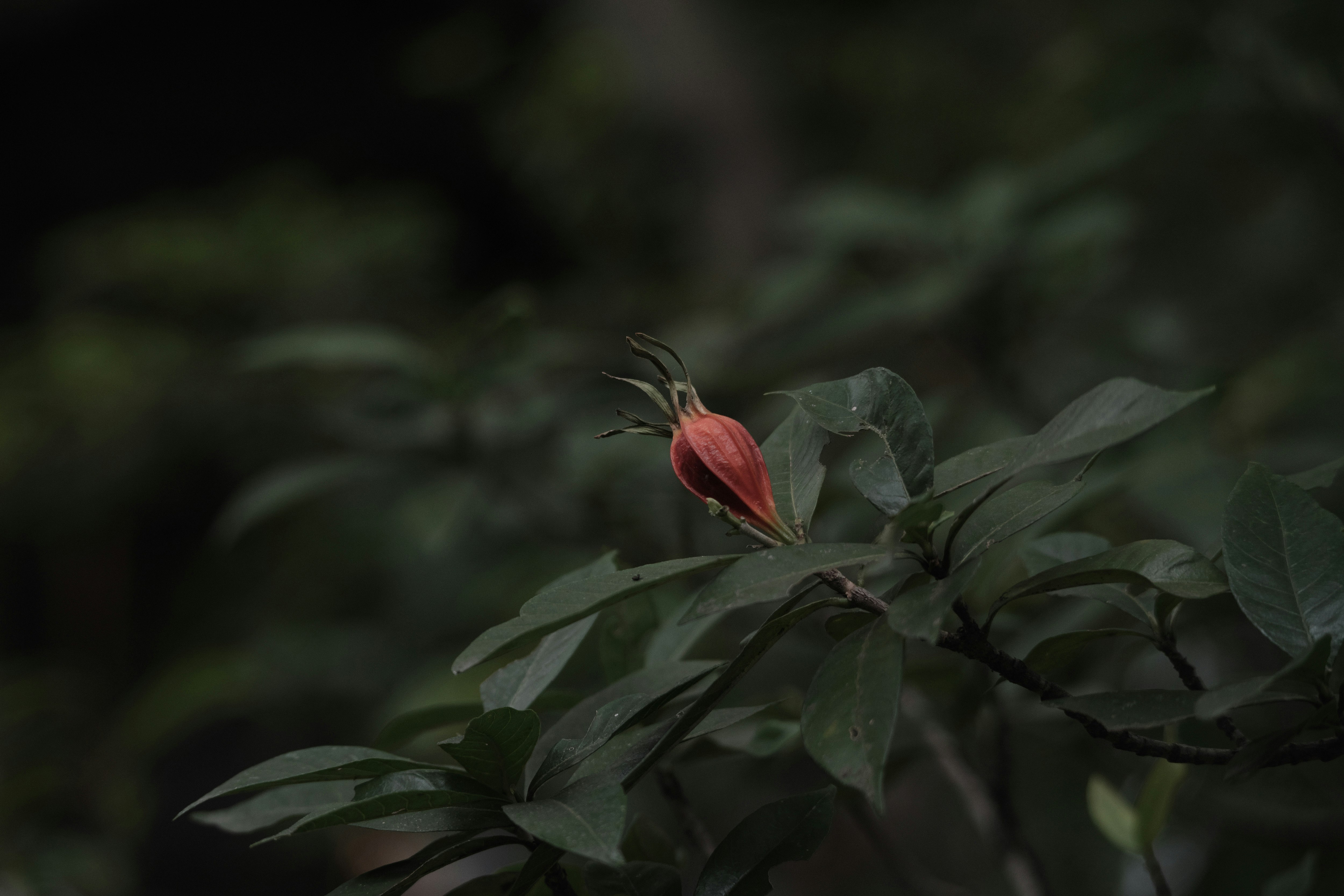1月のクチナシの実が枝に実る植物のクローズアップ