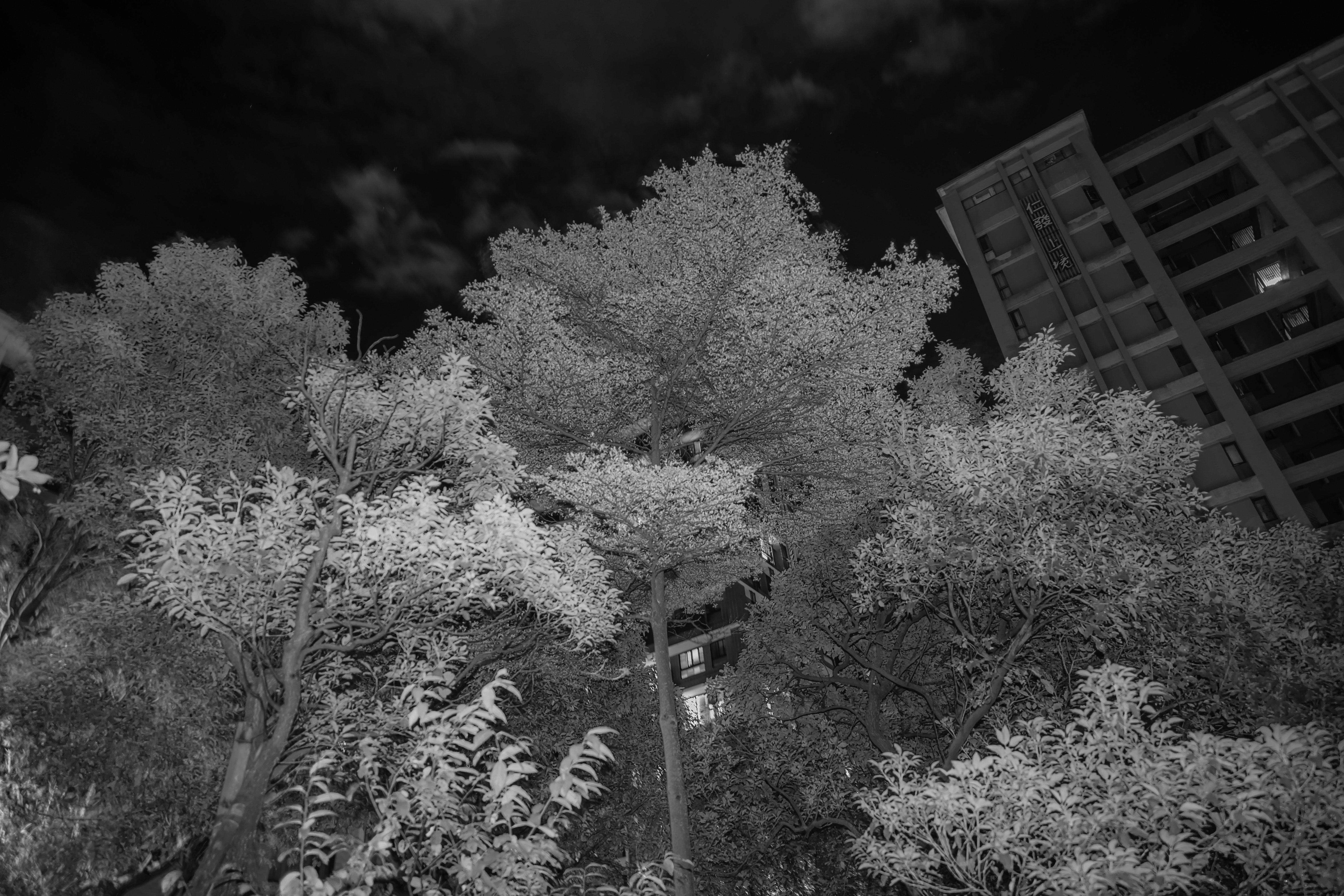 scena notturna con alberi lungo la strada ed edifici