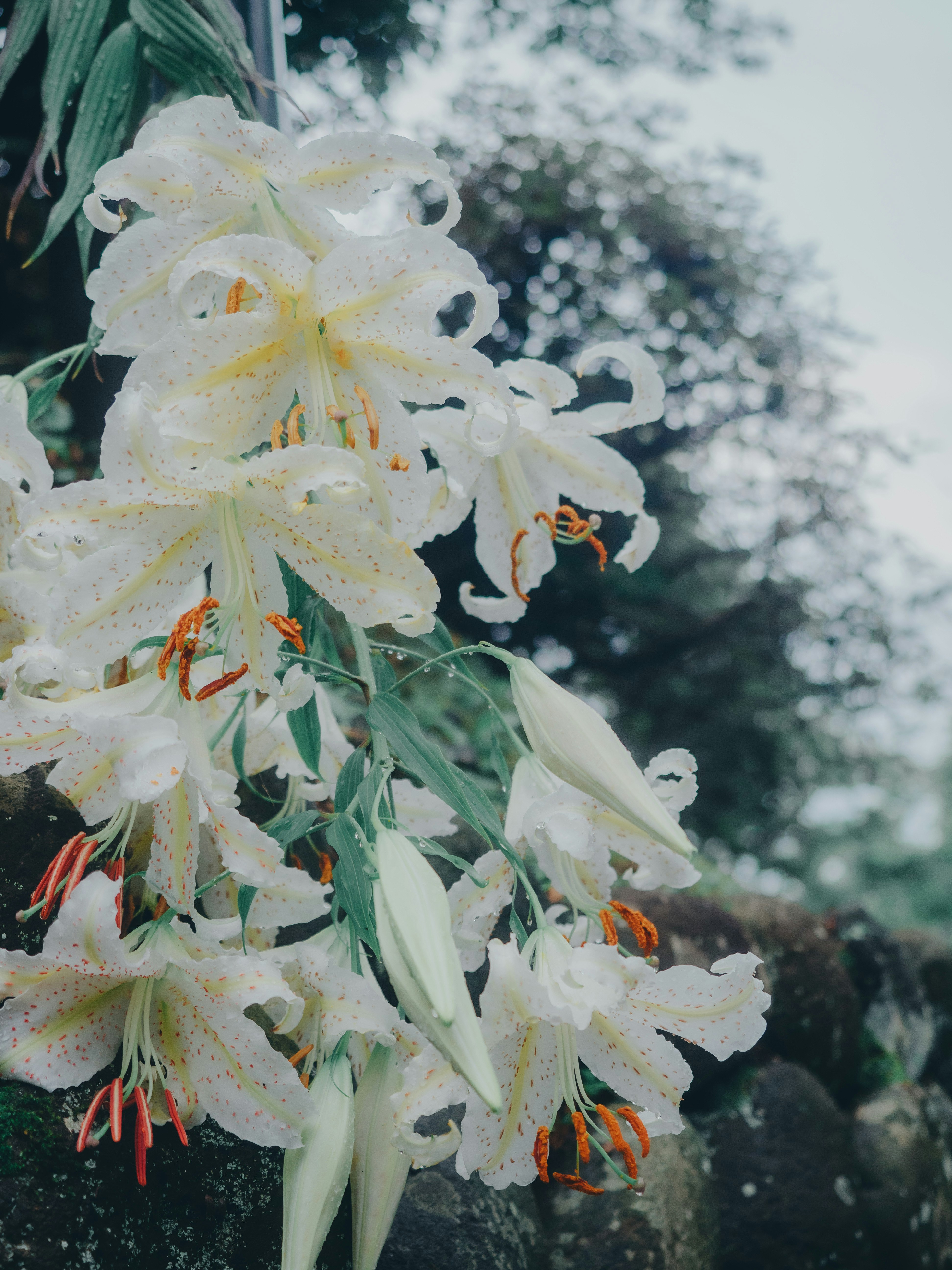 雨上がりの白いユリの花と葉