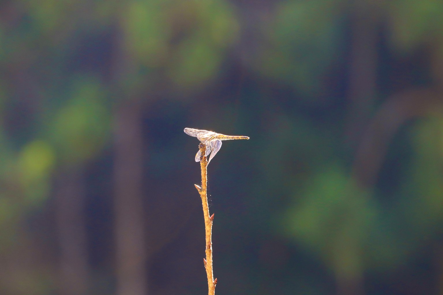 Un piccolo uccello appollaiato su un rametto con uno sfondo sfocato di foresta verde