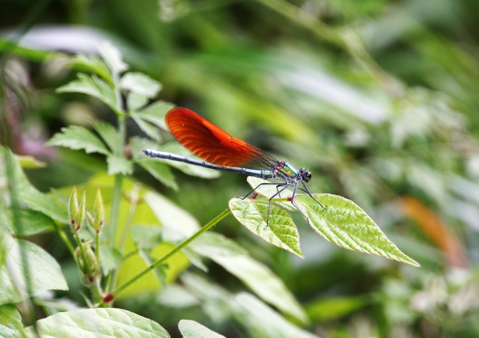 Libellule rouge perchée sur des feuilles vertes
