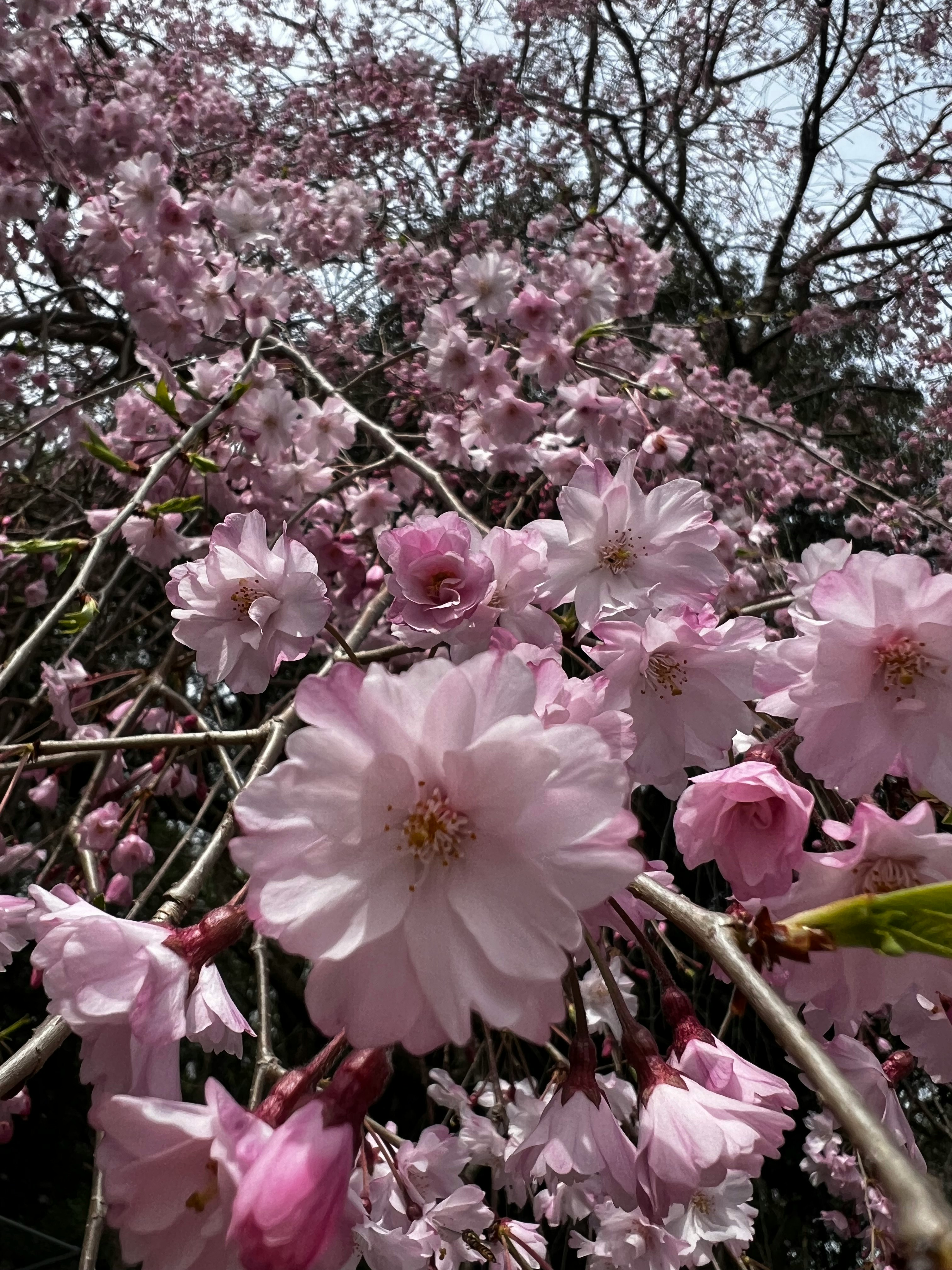 枝垂れ桜の花が咲き誇る枝先のクローズアップ