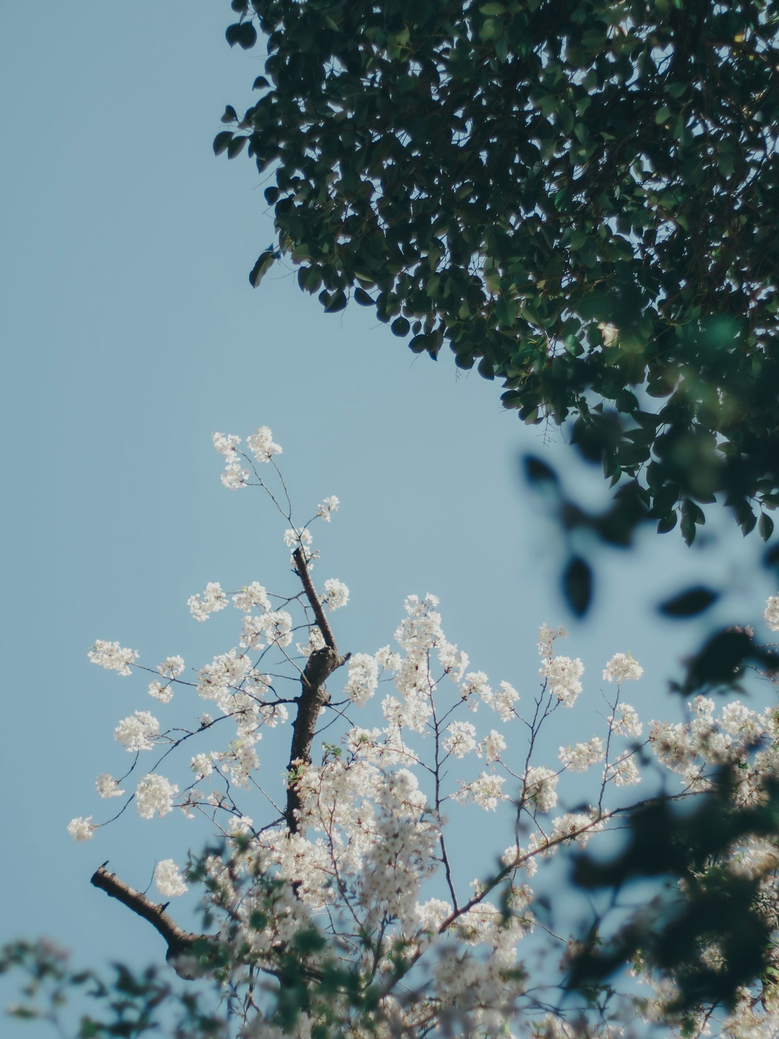 Weiße Blumen blühen unter einem blauen Himmel mit grünen Blättern