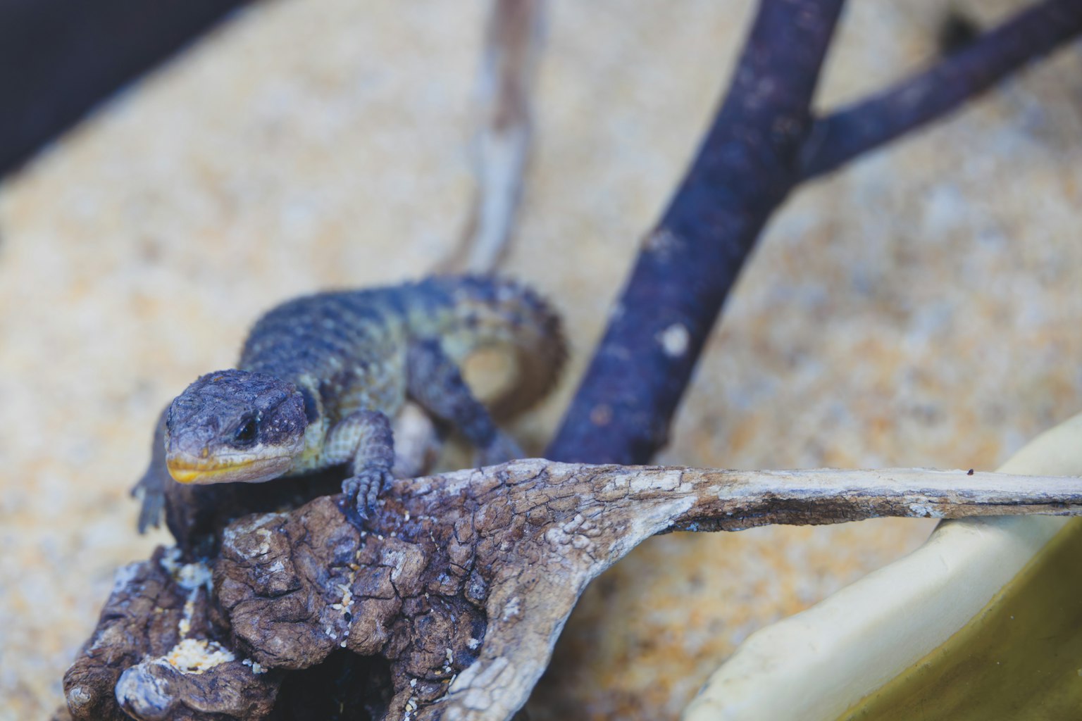 Blue lizard resting on a rock by the water